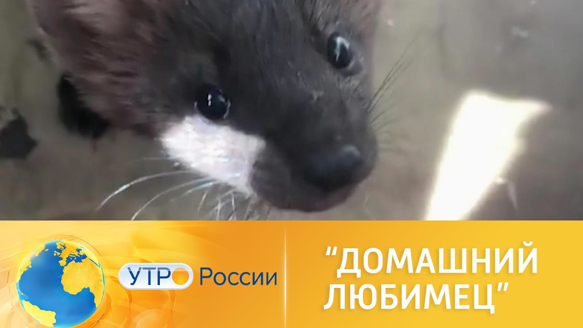 Соболь как домашний питомец: история Уморы и ее хозяйки