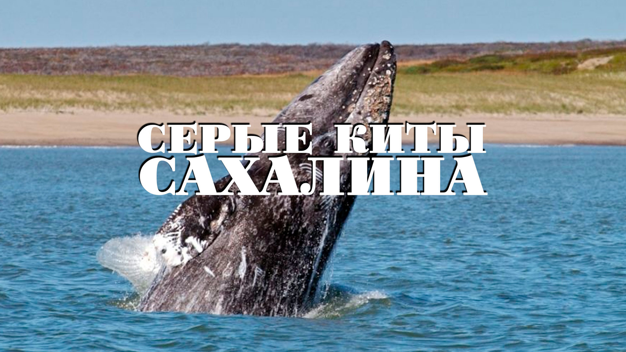 Серые киты Сахалина
