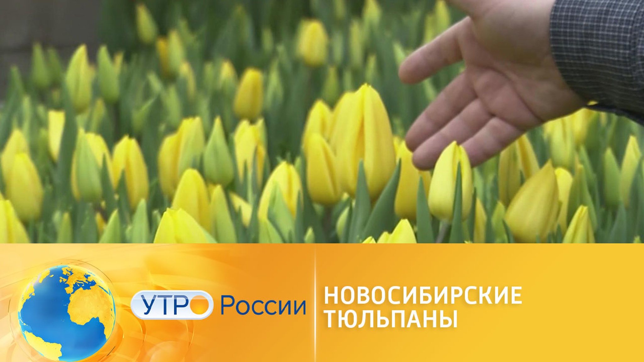 В Сибири наступил сезон тюльпанов