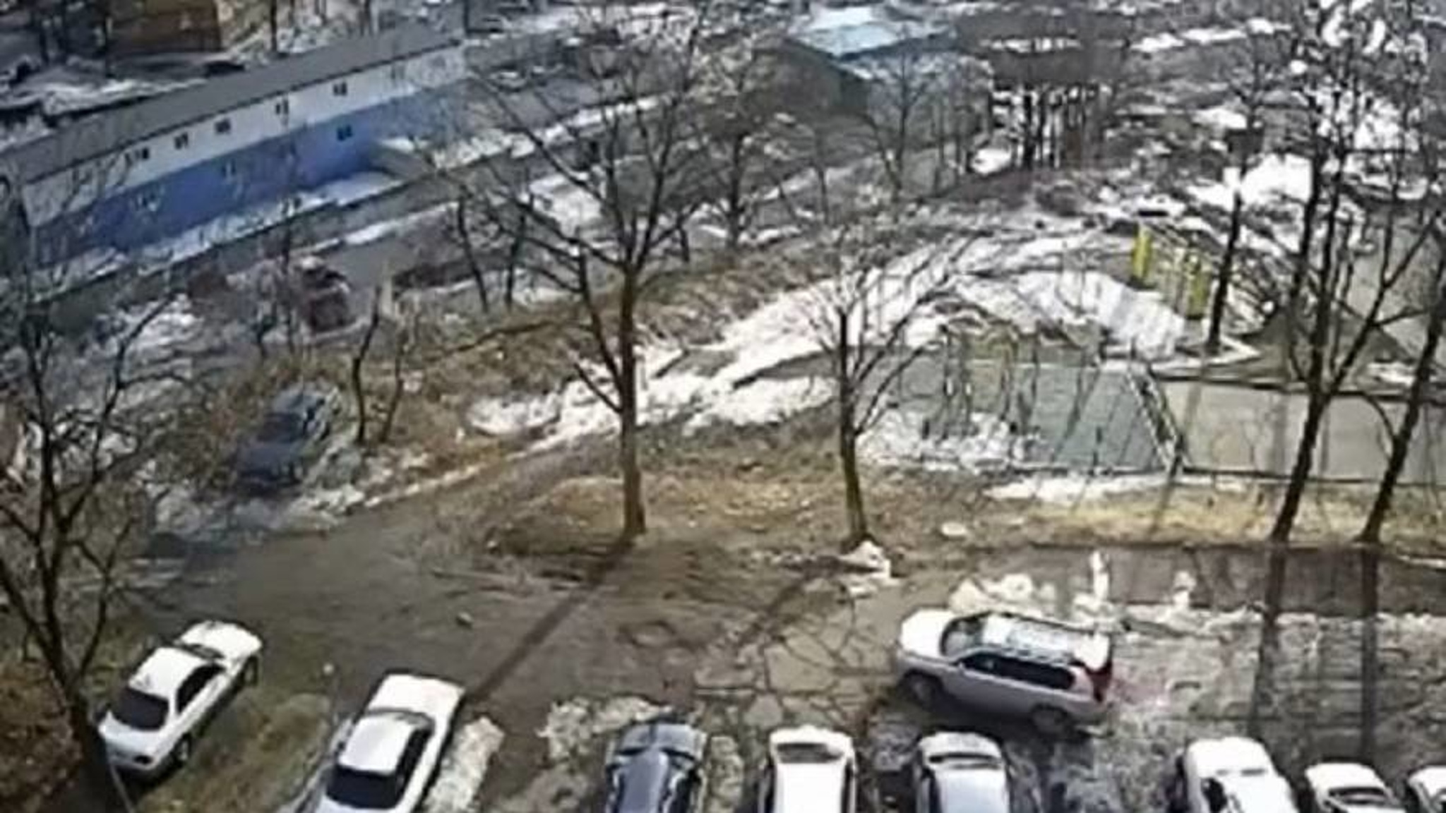 В Приморье девушка спасла ребенка от стаи бродячих собак