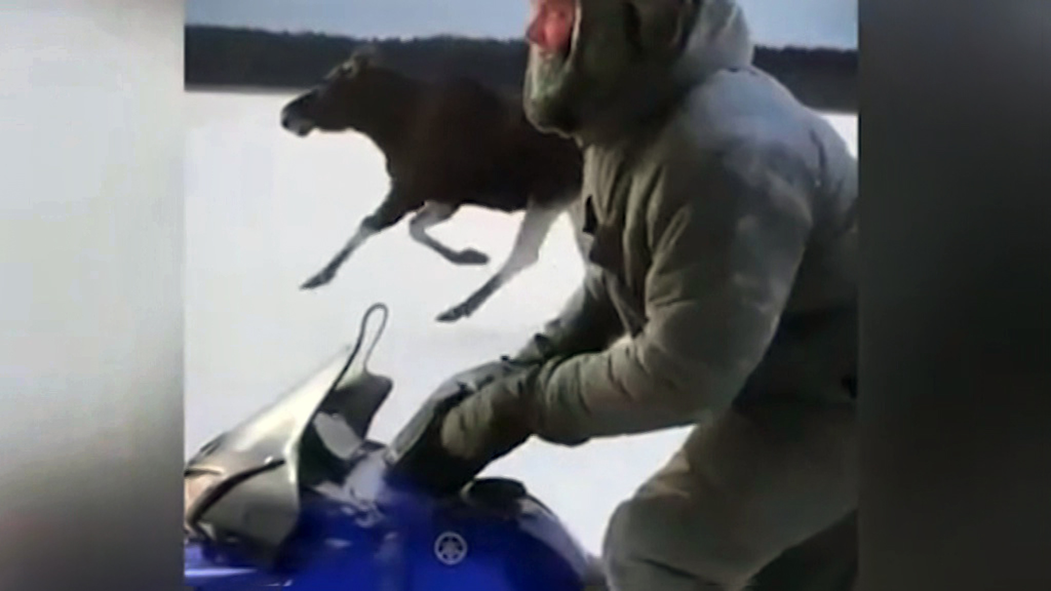 В Тверской области полиция изучает видео с кадрами жестокого убийства лося