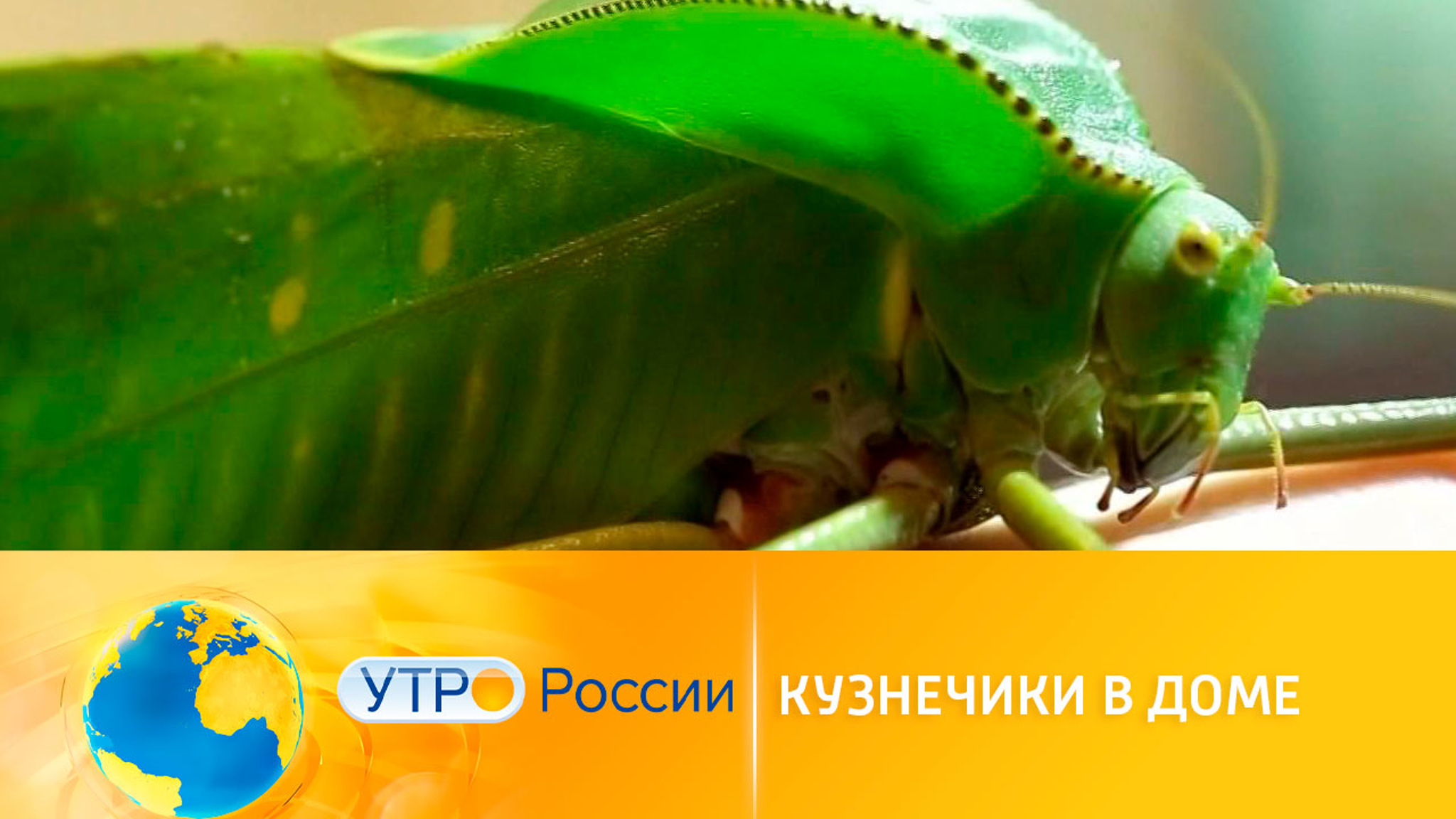 Кузнечики в доме