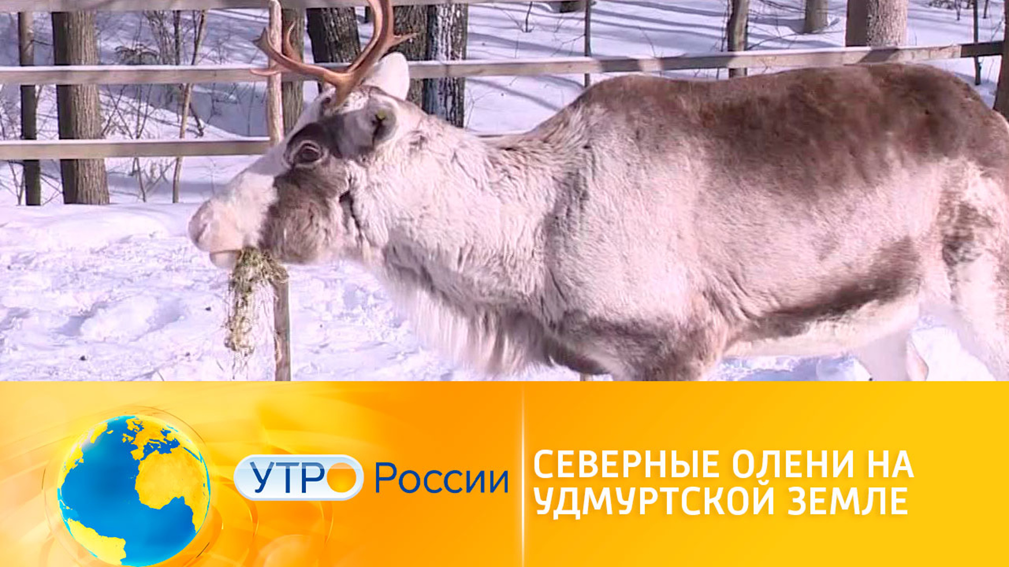 В Удмуртию из питомника прибыли северные олени