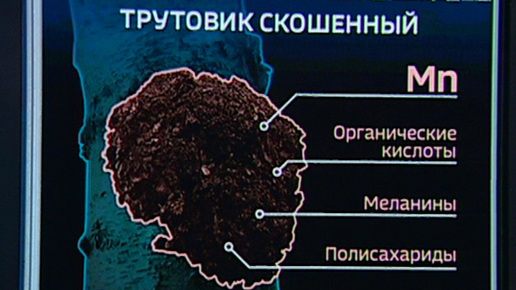 Чага – сибирский "гриб бессмертия"