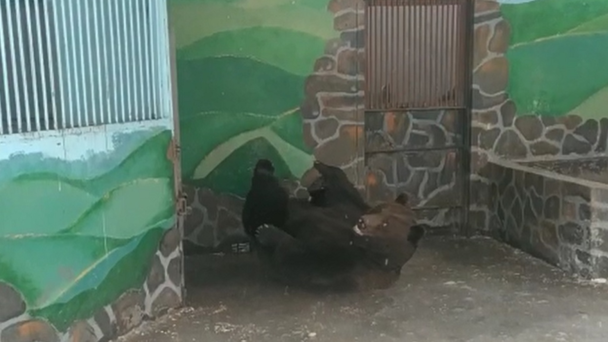 В липецком зоопарке проснулись медведи