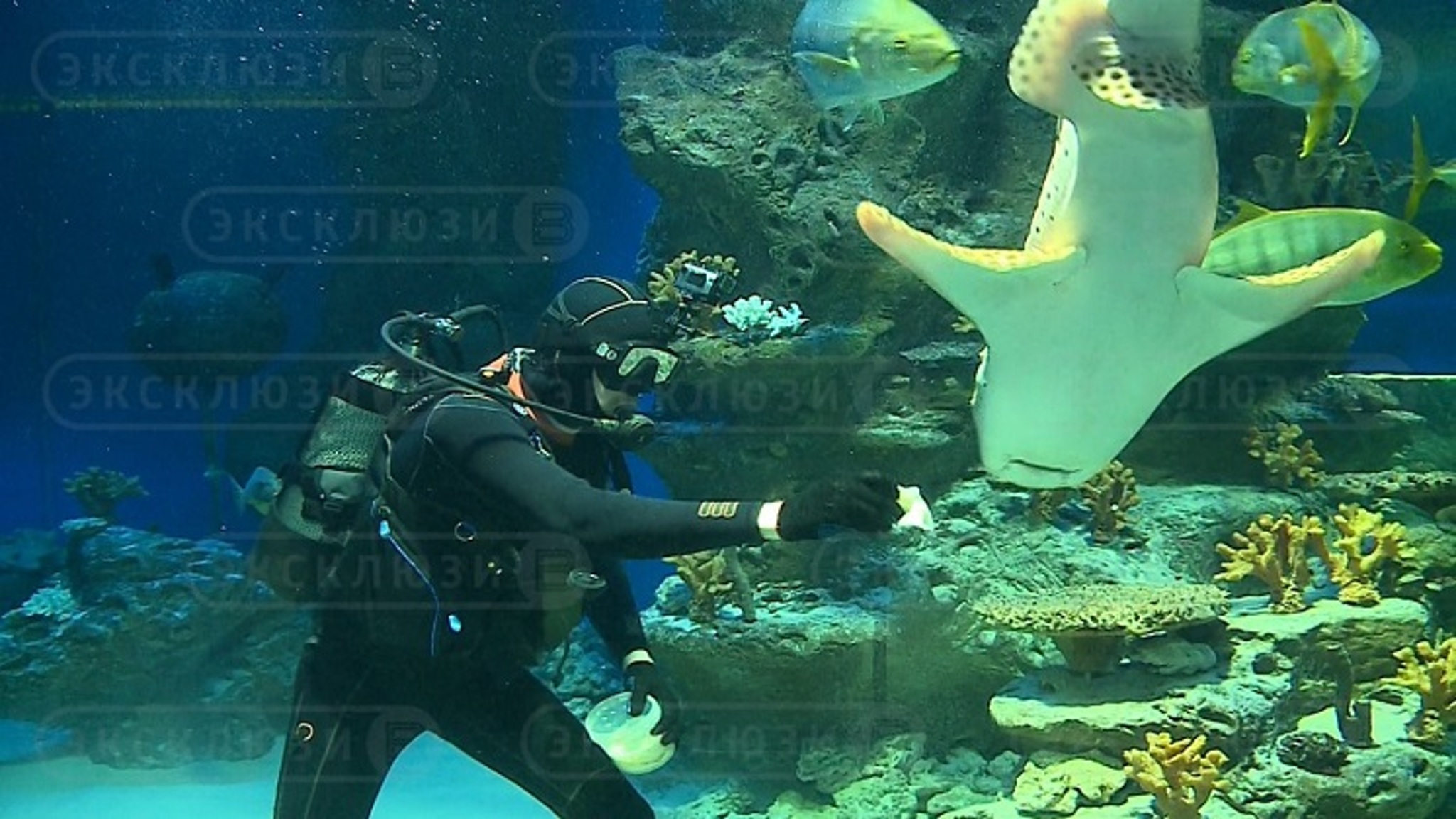 В честь Масленицы новосибирских акул накормили блинами