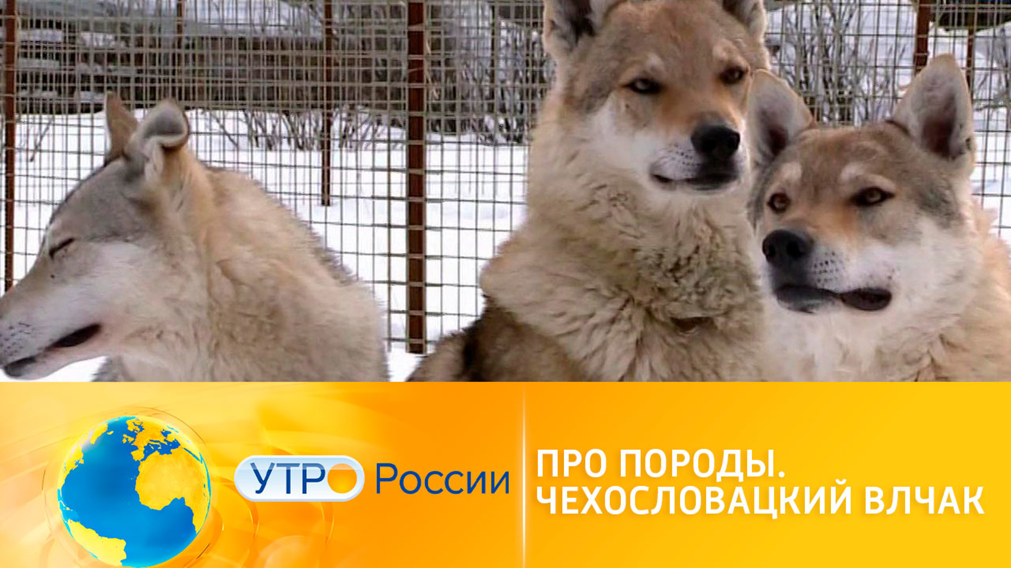 Чехословацкий влчак: волк или собака?