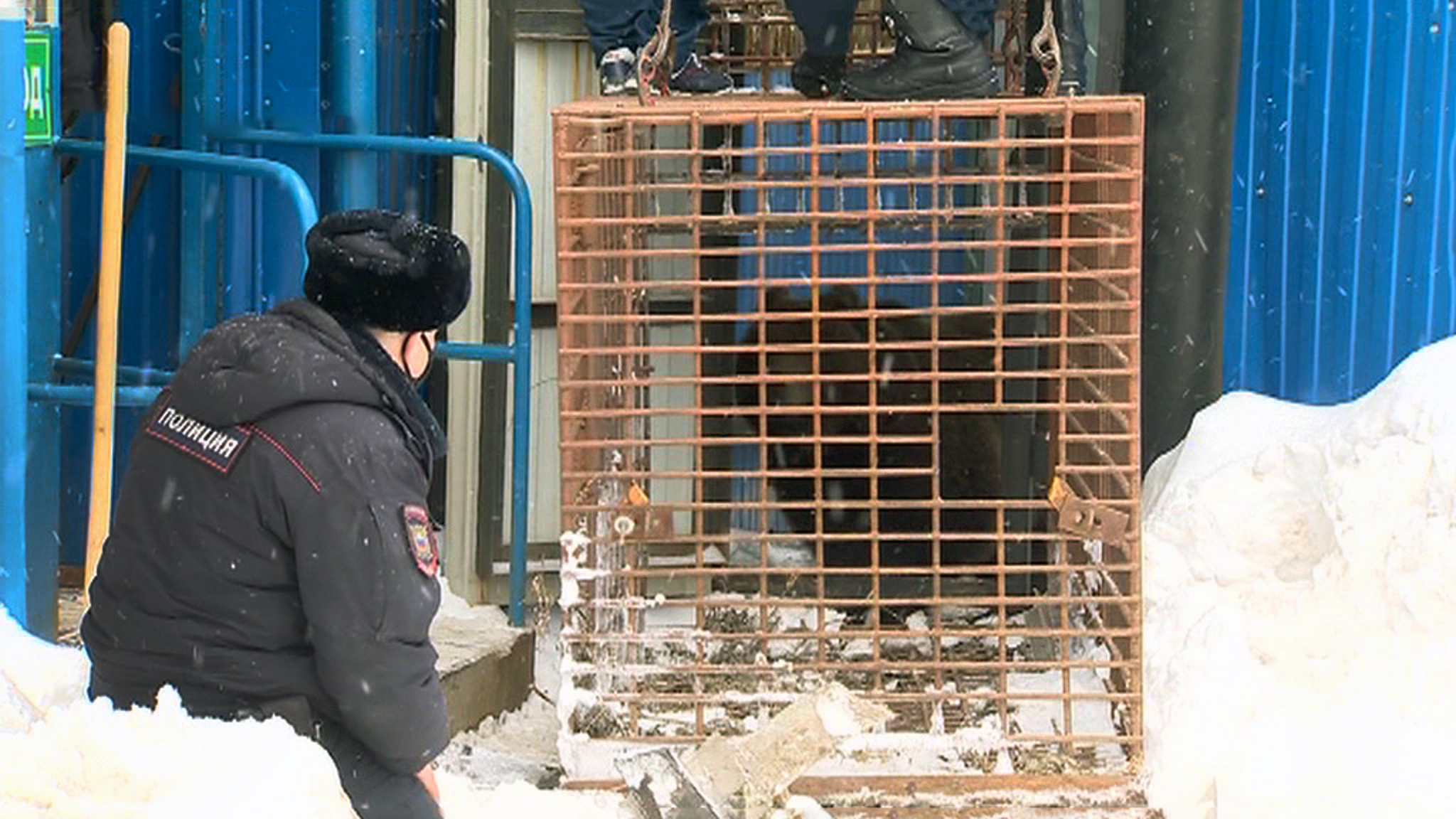 Медведица устроила охоту на людей на улицах Нижневартовска