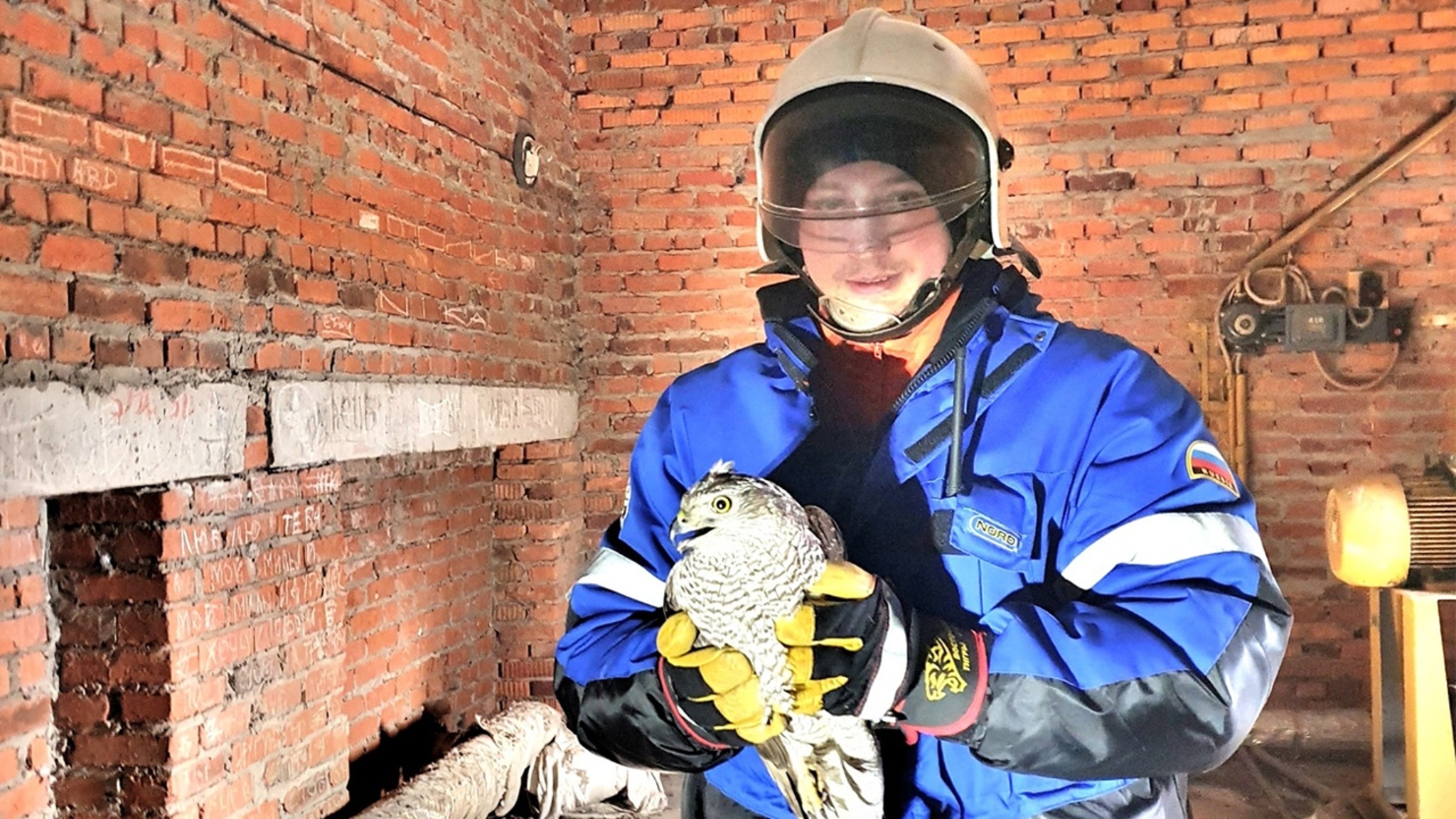 На Урале спасатели засняли освобождение "реактивного" сокола