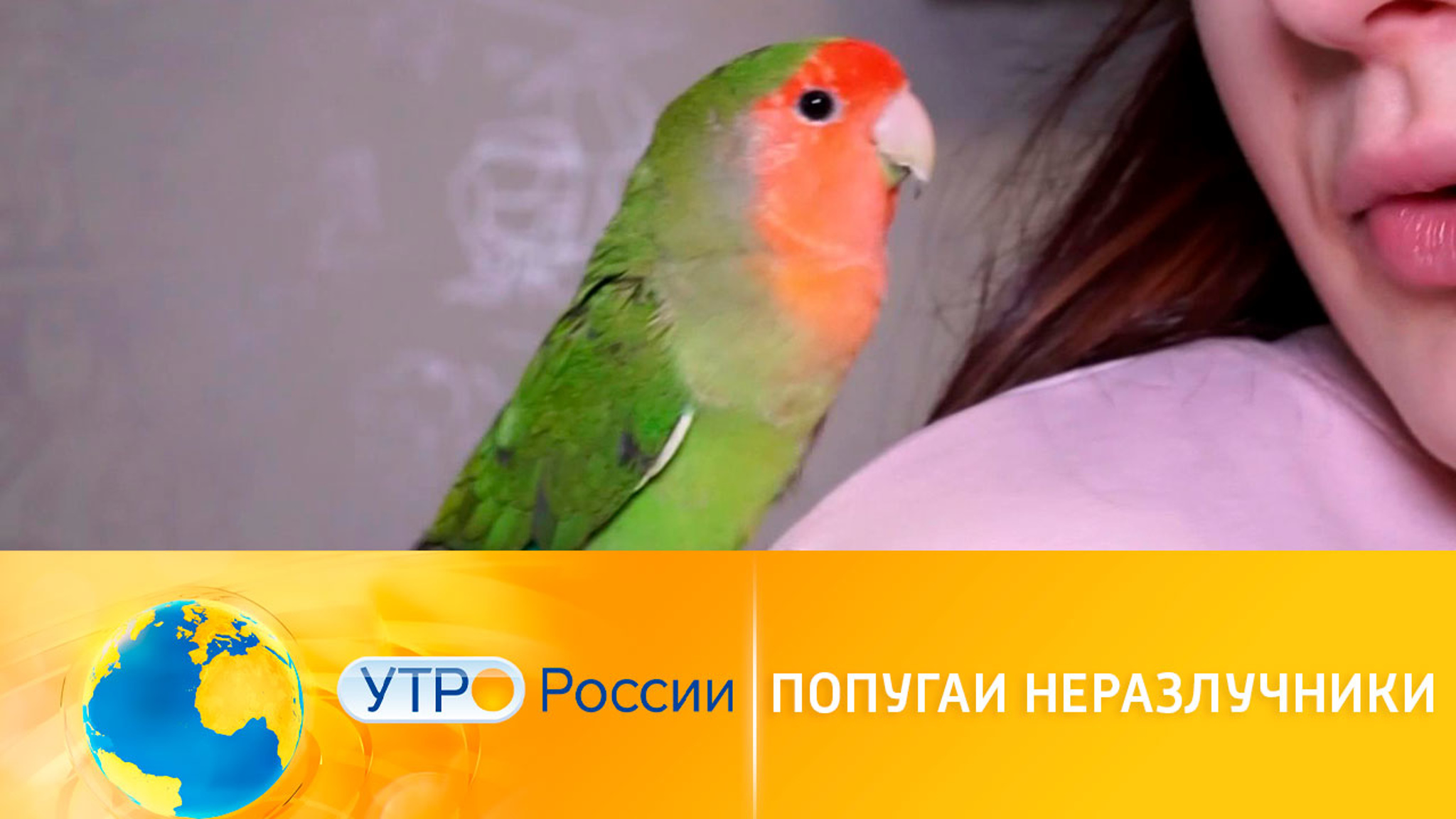 Попугаи-неразлучники: особенности породы и уход за птицами