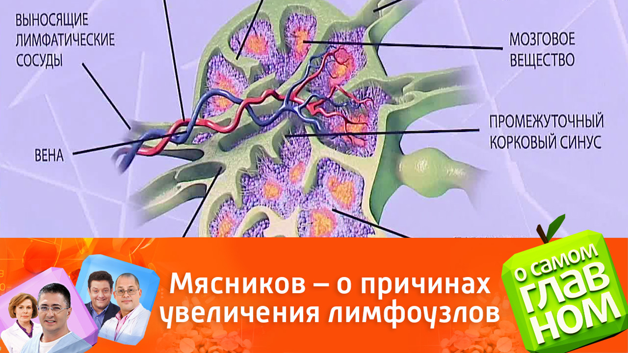 Доктор Мясников предупредил об опасности увеличенных лимфоузлов