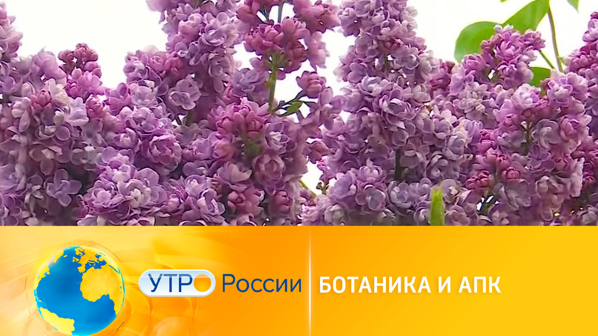 Самую крупную коллекцию сирени создадут в Белгороде