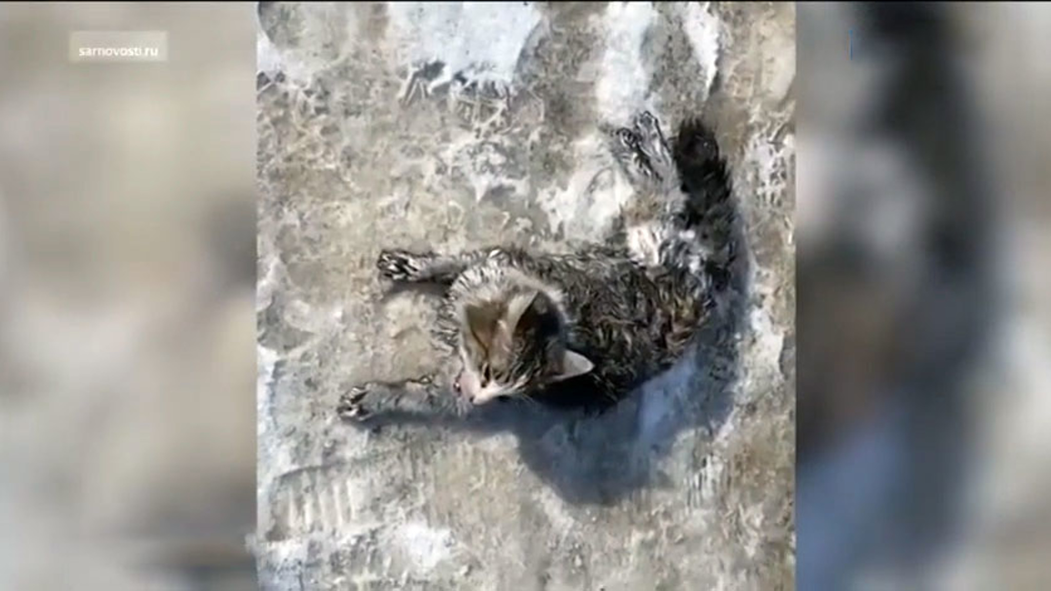 Спасатели реанимировали кошку, пострадавшую при пожаре