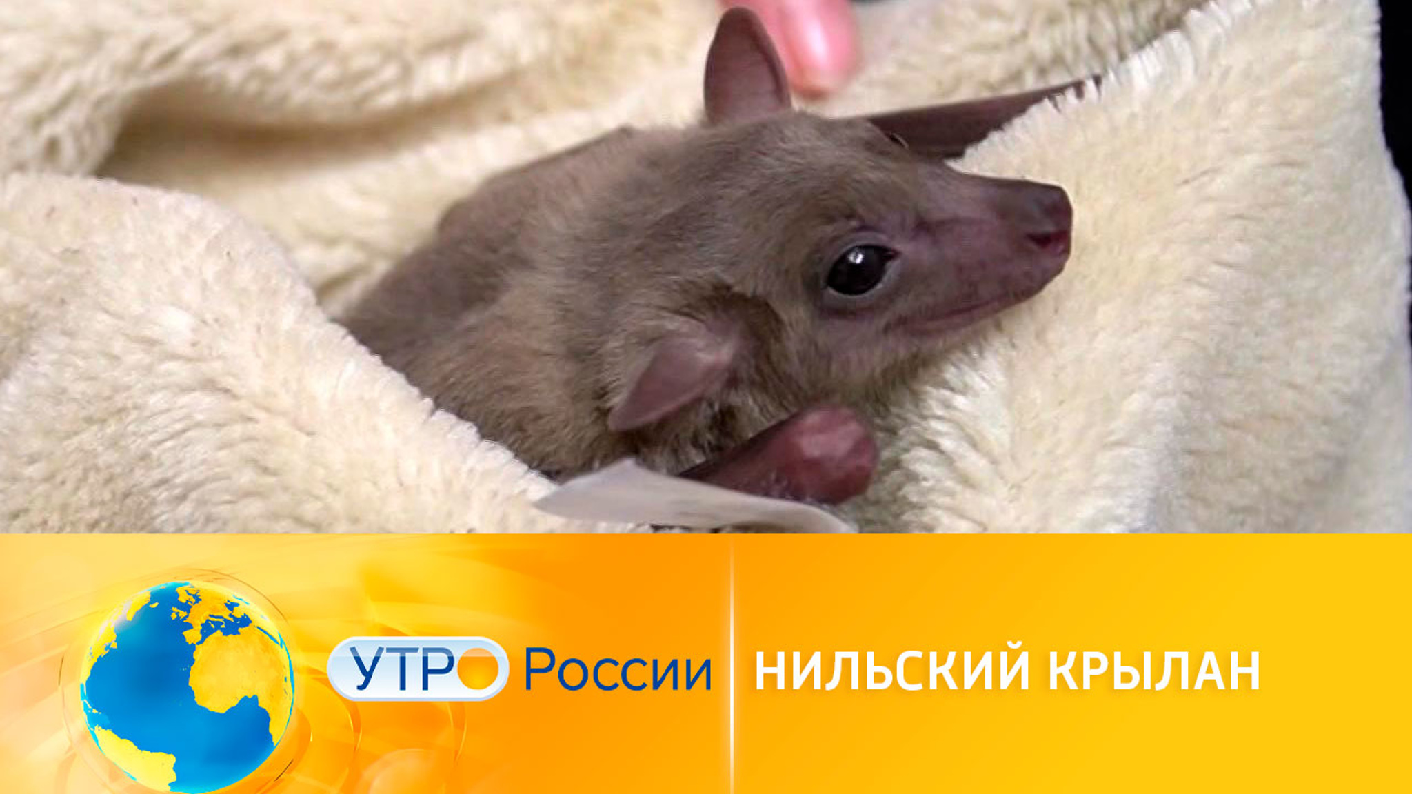 Нильский крылан