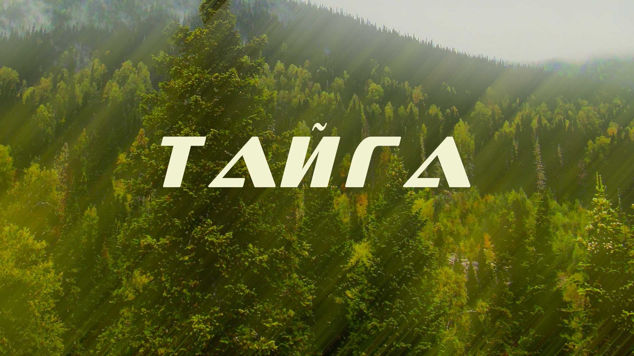 Тайга