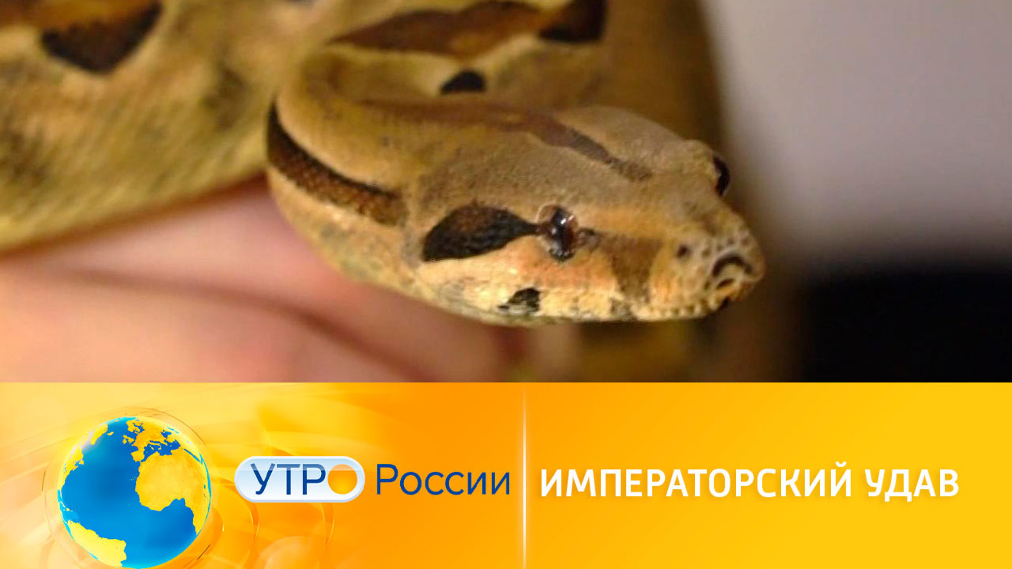 Императорский удав: питомец не для всех
