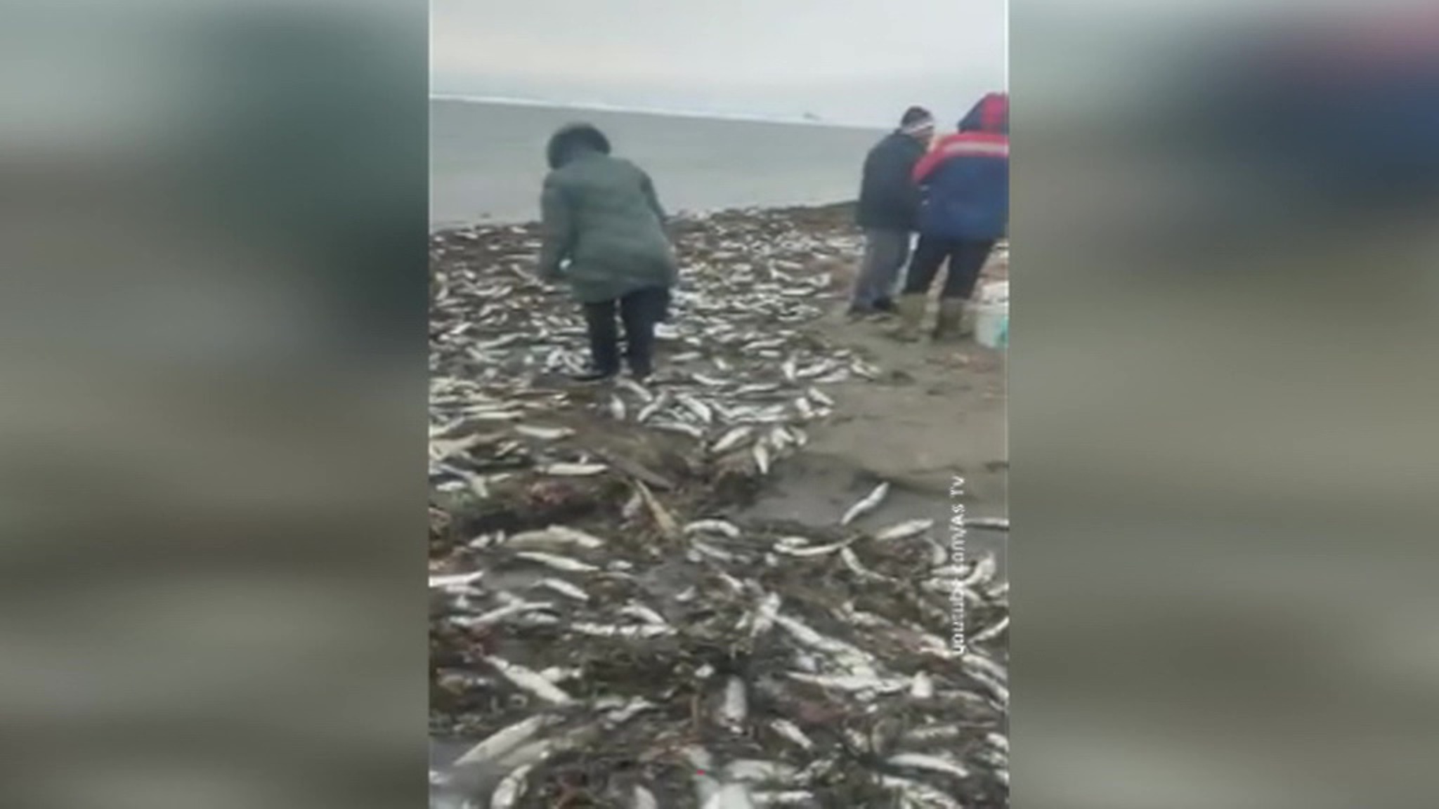 На Сахалине сегодня рыбу ловят ведрами и сумками