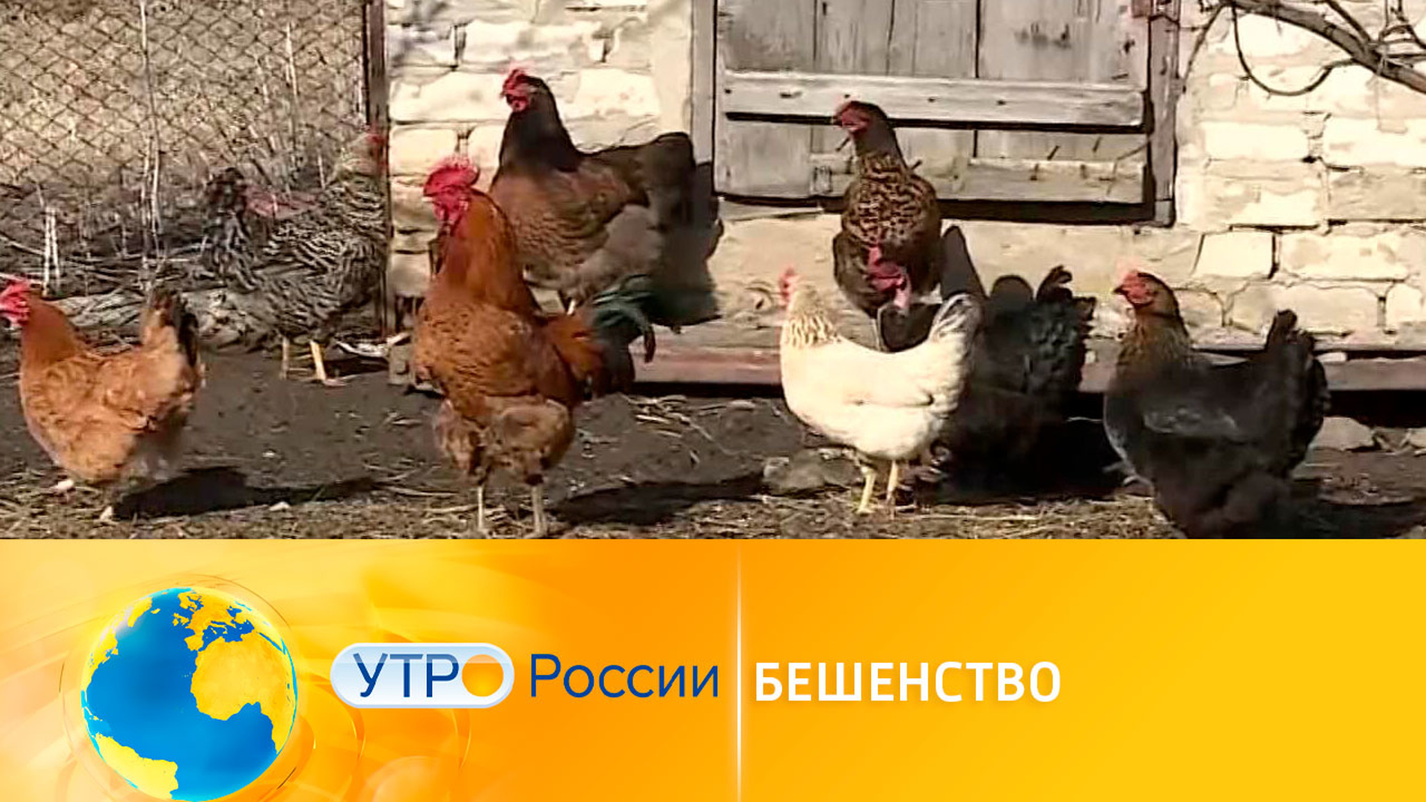Бешенство: как распознать симптомы у животных и людей