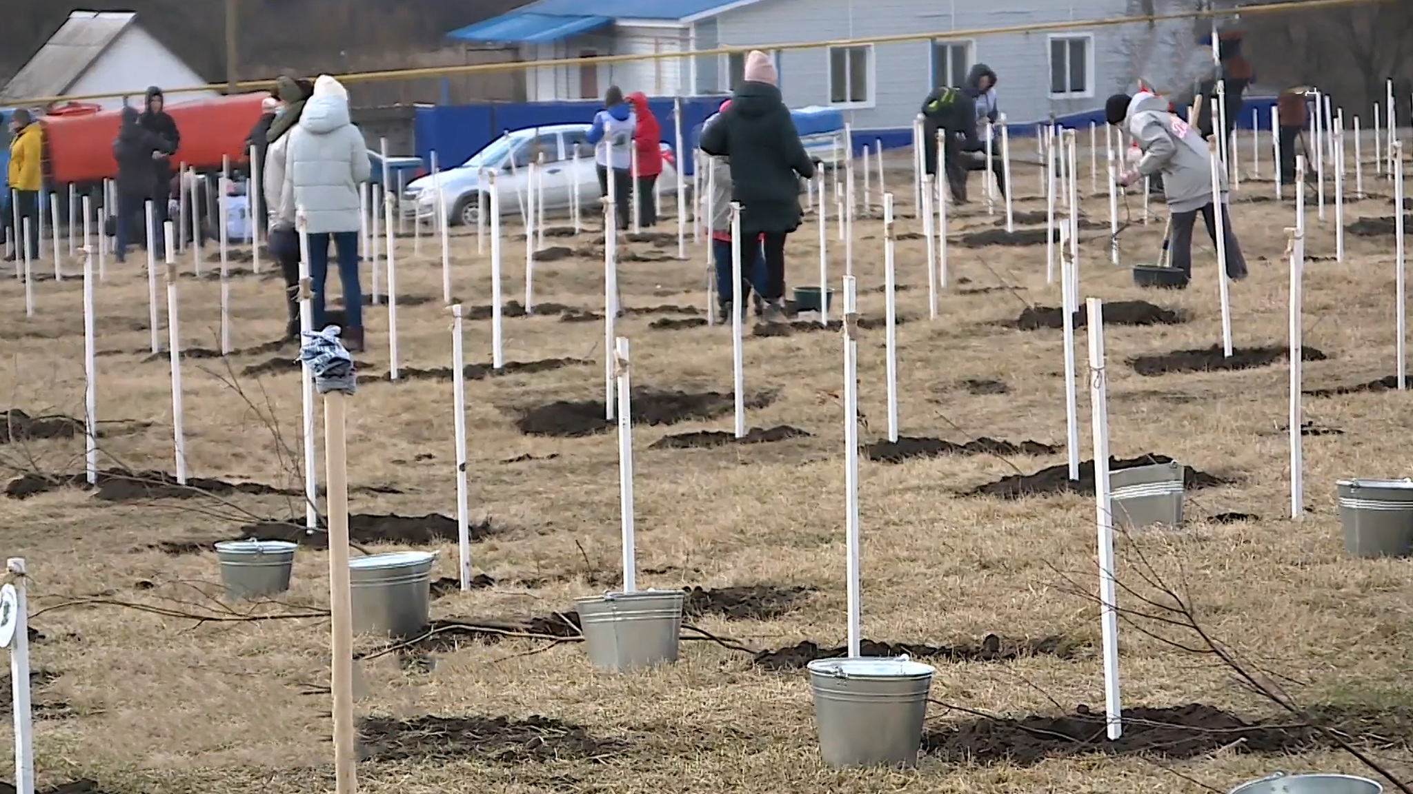 Более тысячи деревьев высадили в Белгородской области в память о погибших на войне