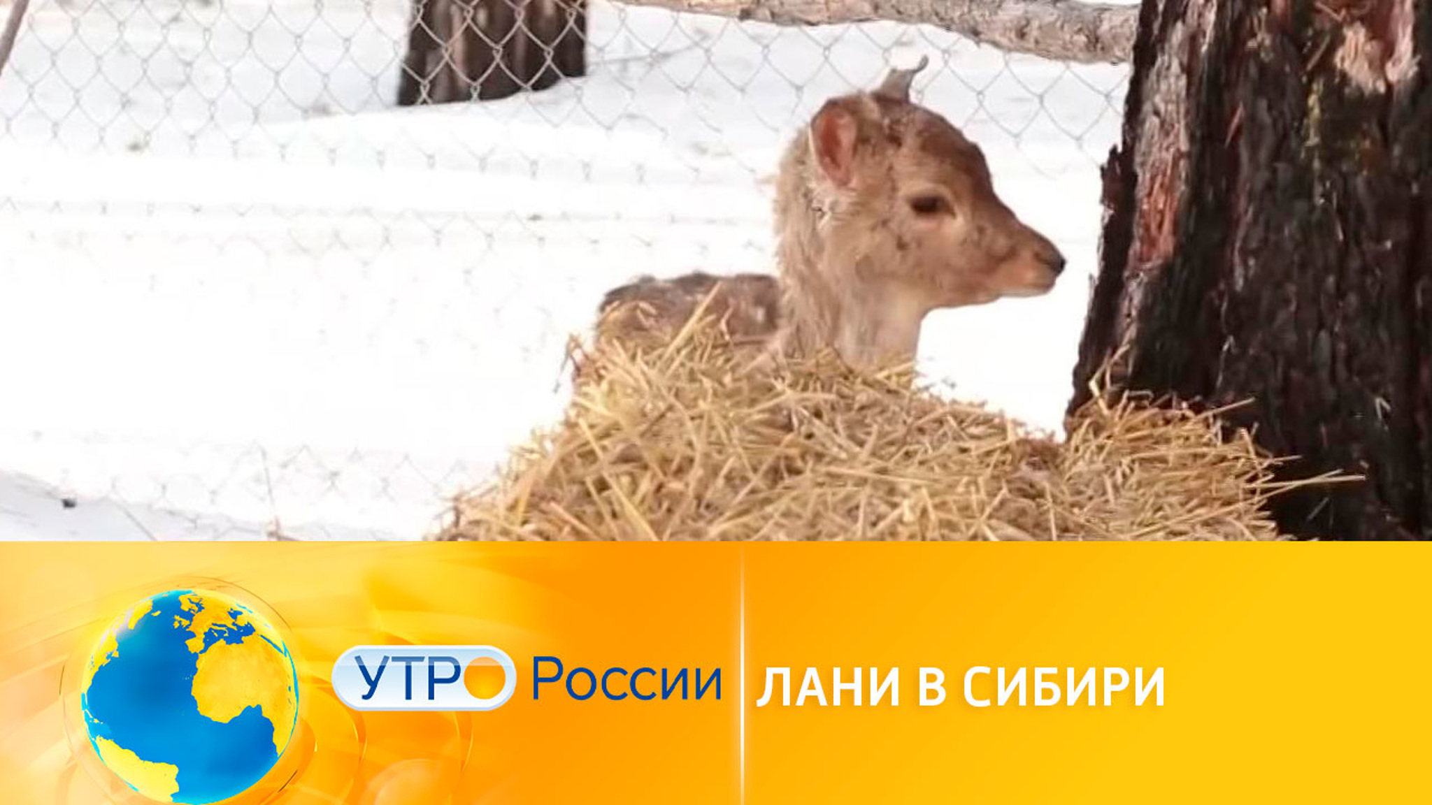 В заповедник в Иркутской области привезли ланей