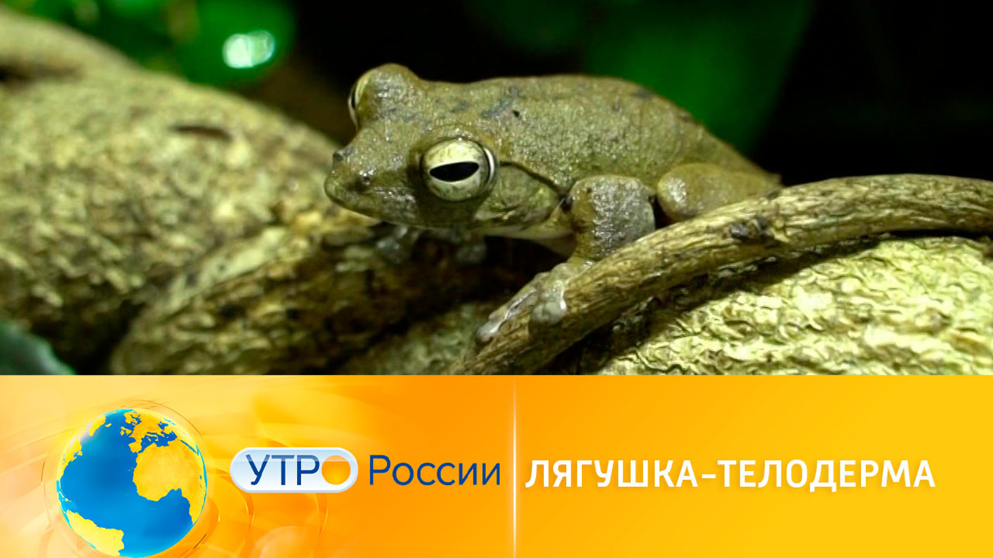 Интересное о лягушках рода телодерма