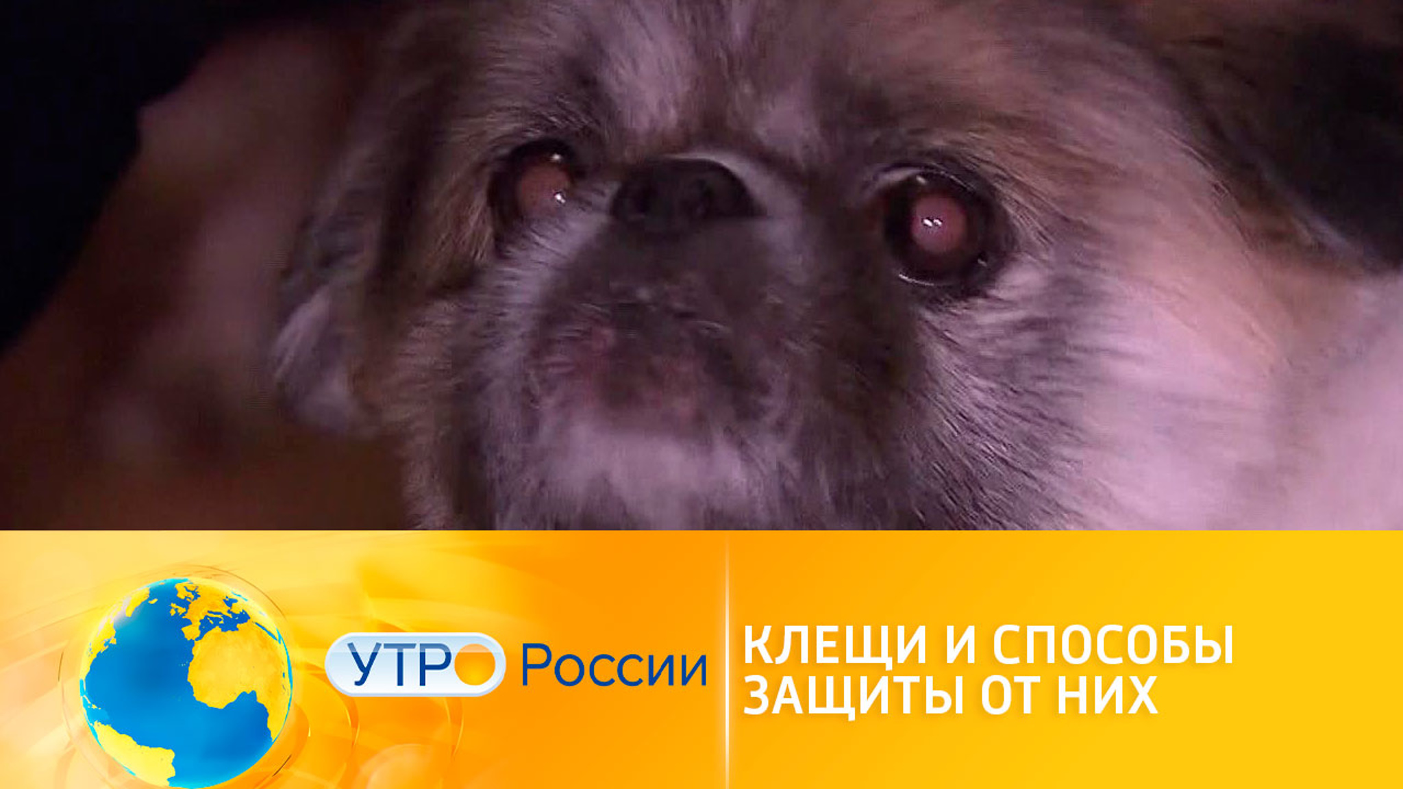 Клещи и способы защиты от них
