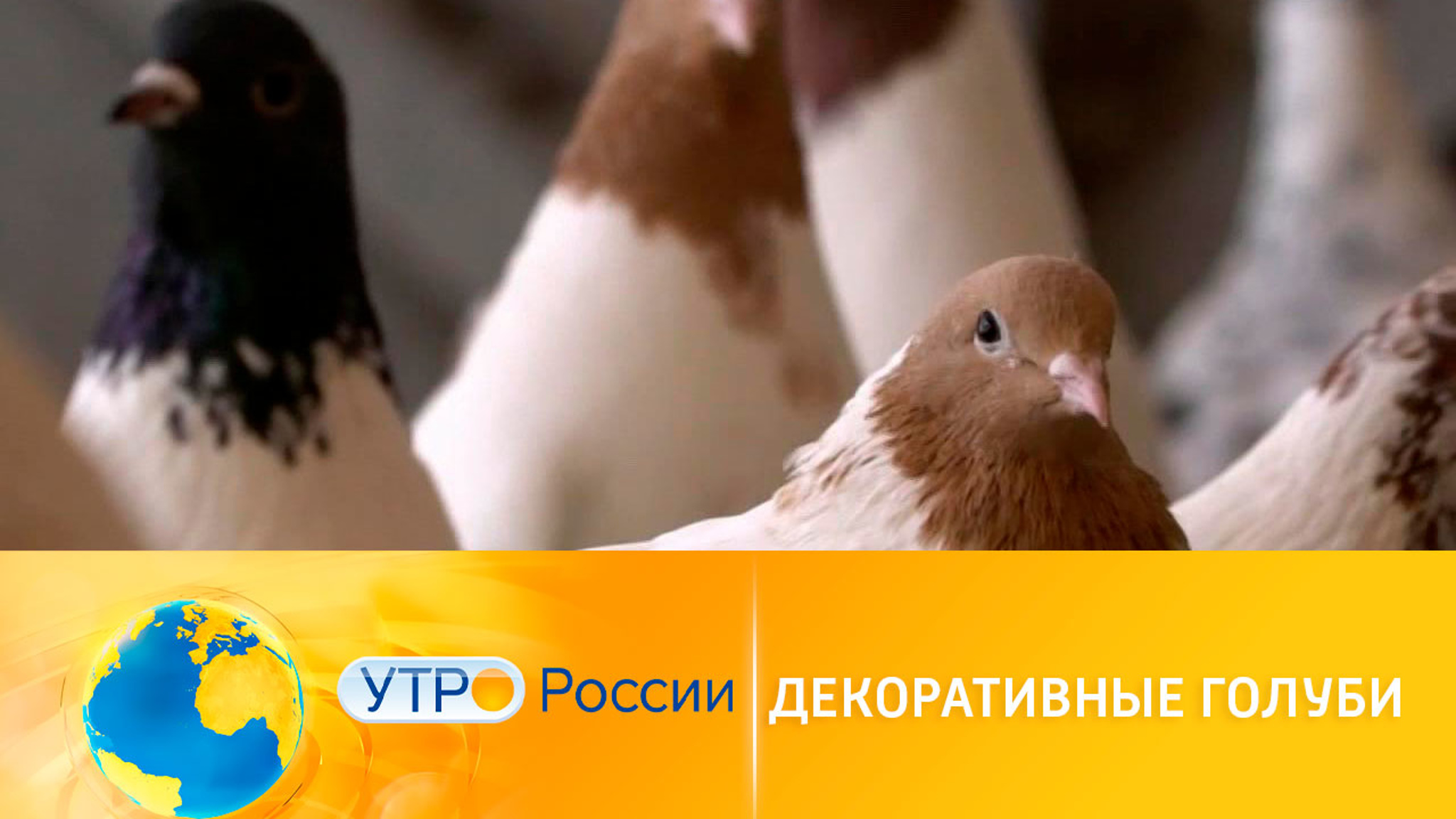 Декоративные породы голубей