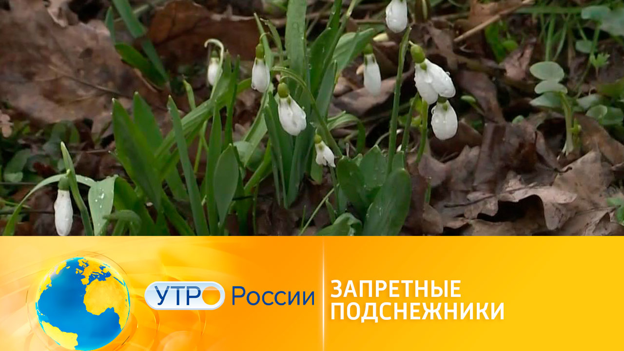 Запретные подснежники: усилена борьба с нелегальной продажей первоцветов