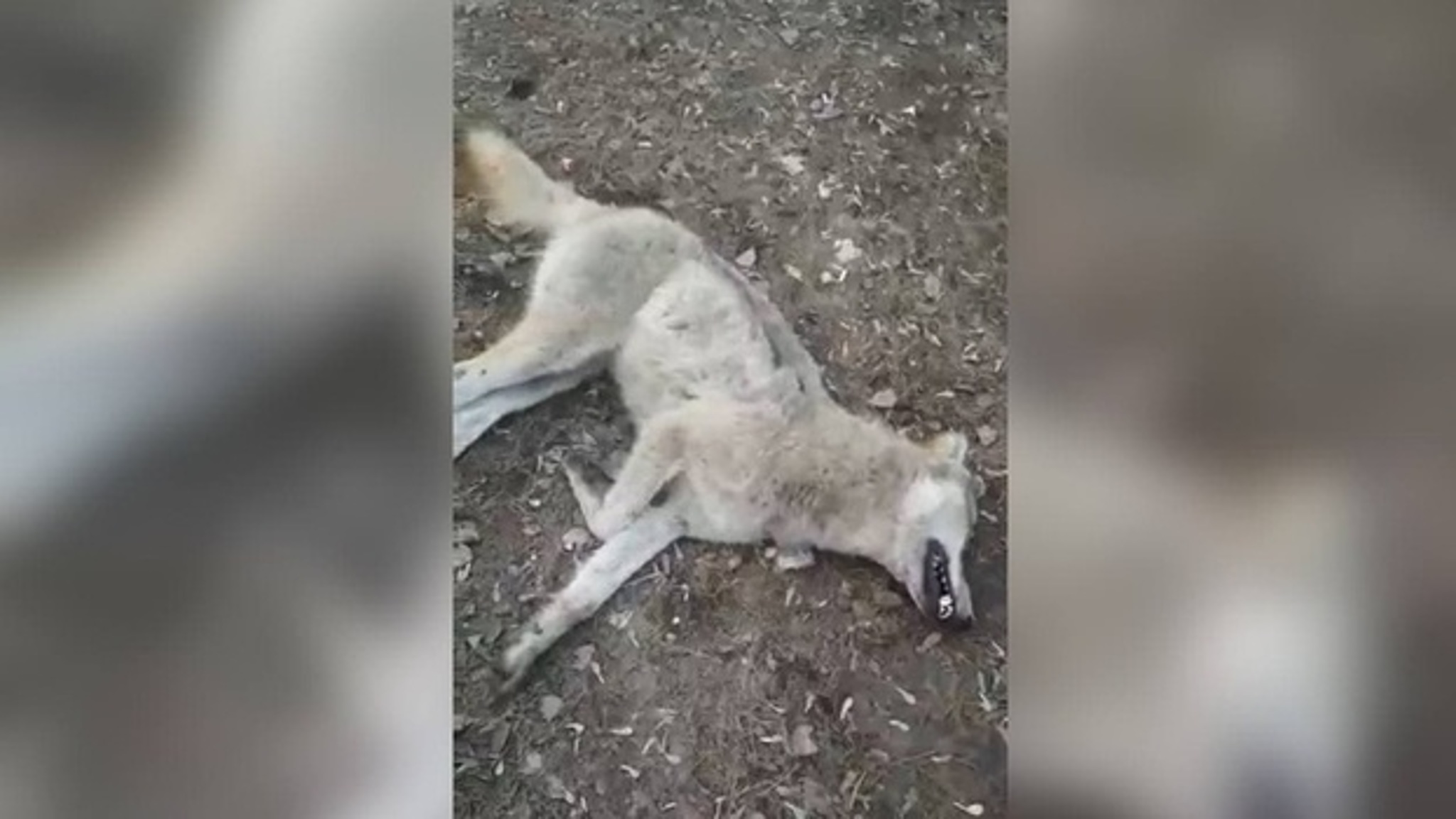 Напавшая на борисоглебца волчица оказалась бешеной