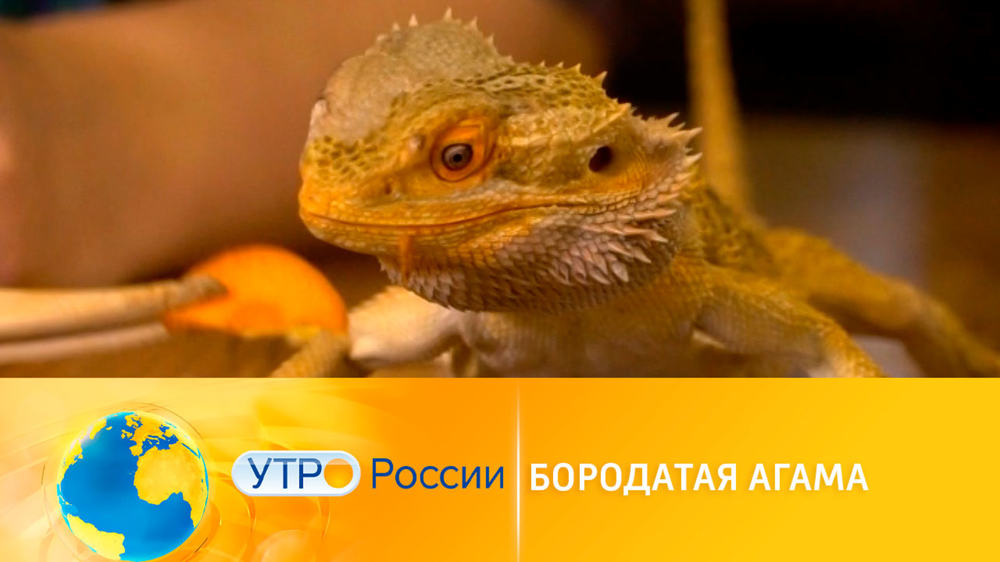 Бородатая агама: интересное о "домашних драконах"