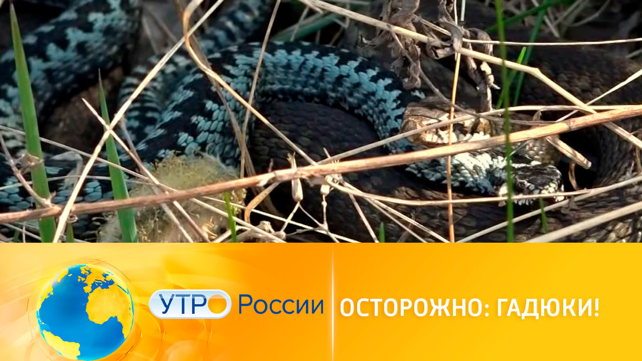 В регионах проснулись гадюки