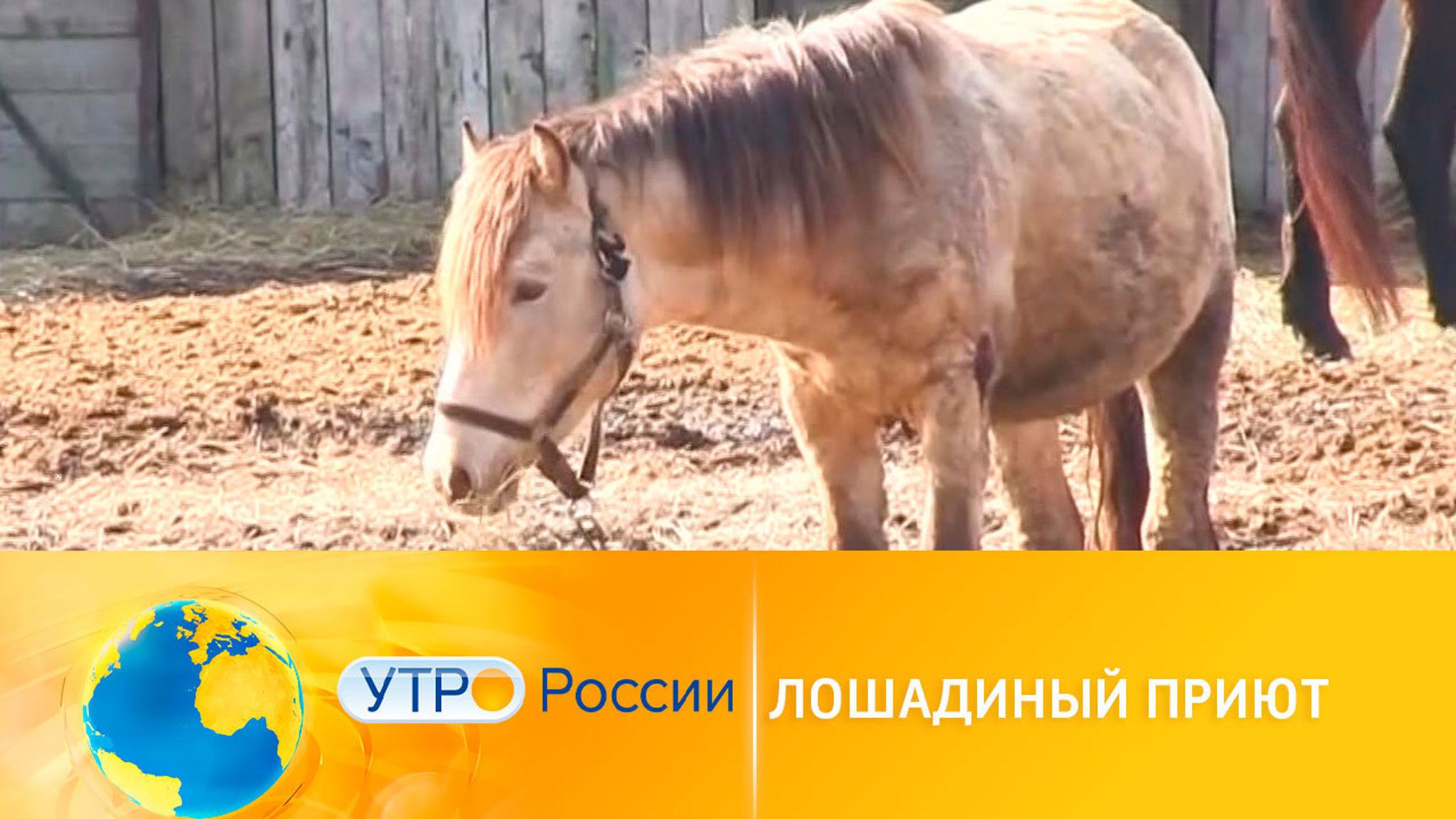 Лошадиный приют: кто спасает животных
