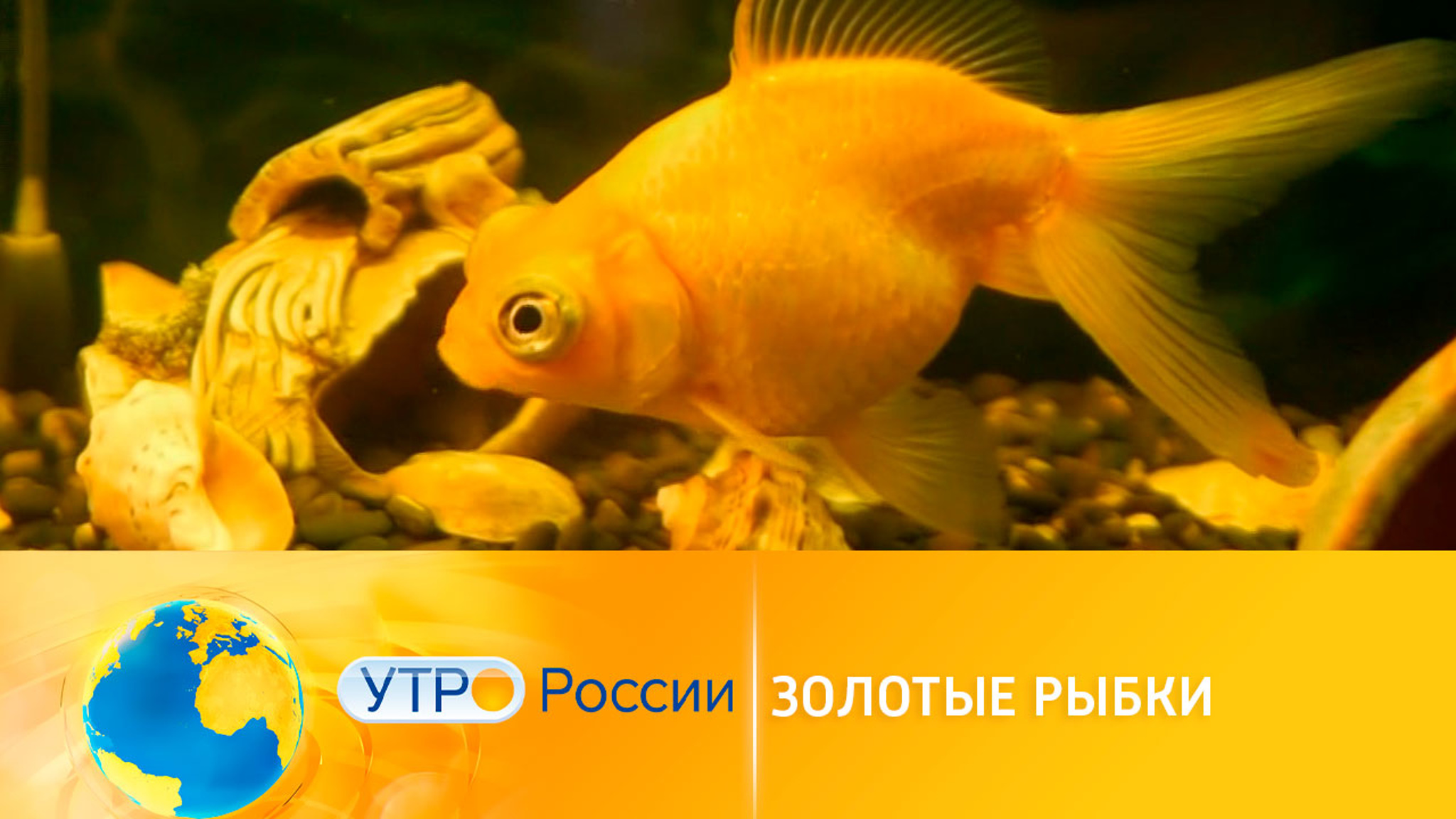 Золотые рыбки: что нужно знать покупателям