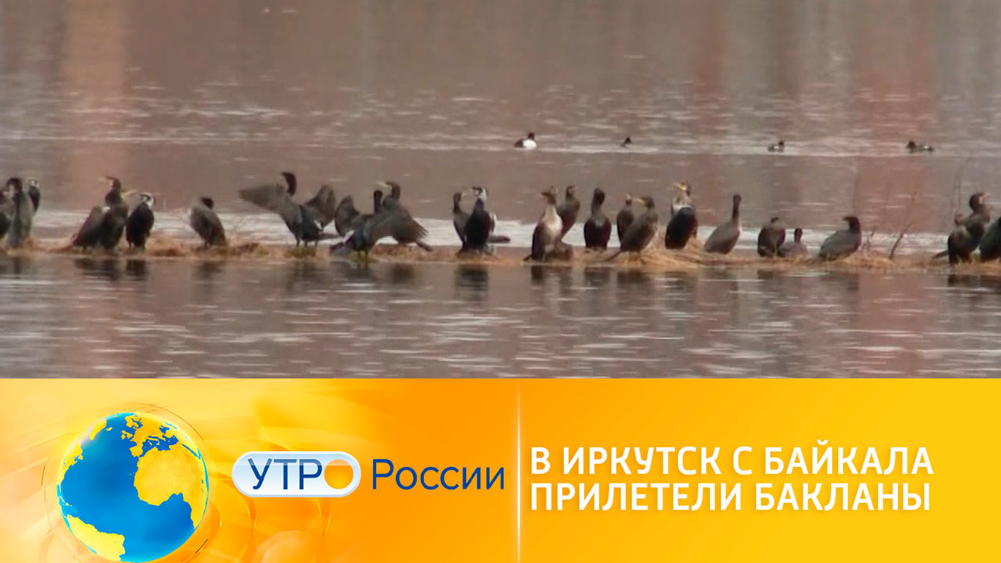 В Иркутск впервые за долгое время прилетели бакланы