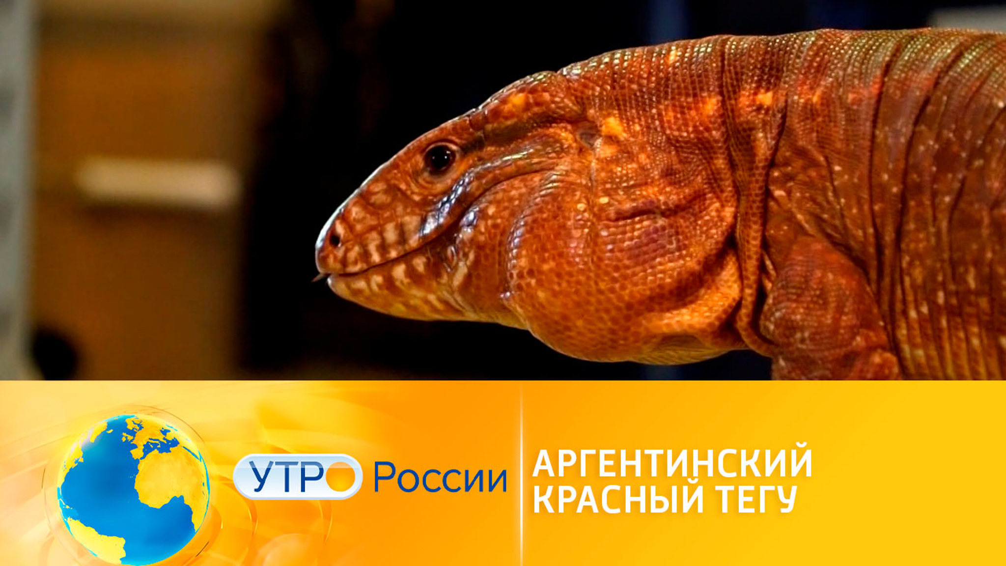Аргентинский красный тегу: необычный домашний питомец