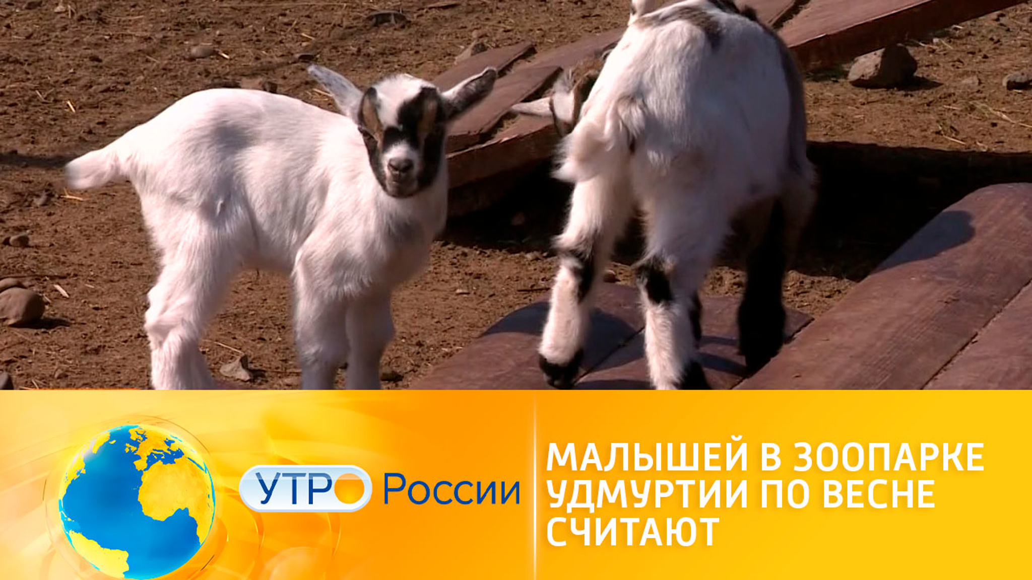 В зоопарке Удмуртии родилось необычное потомство