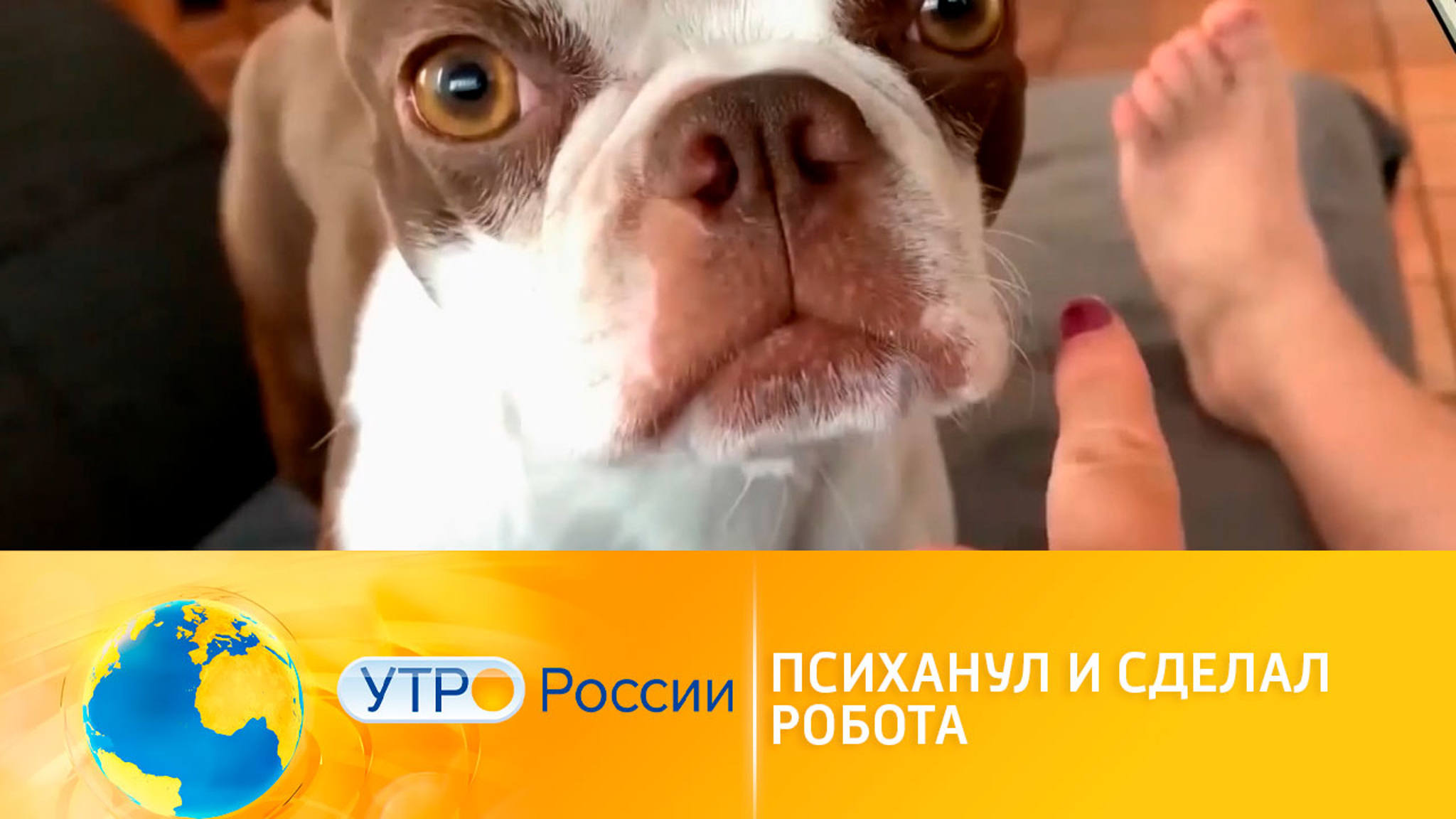 Психанули и стали героями интернет-роликов