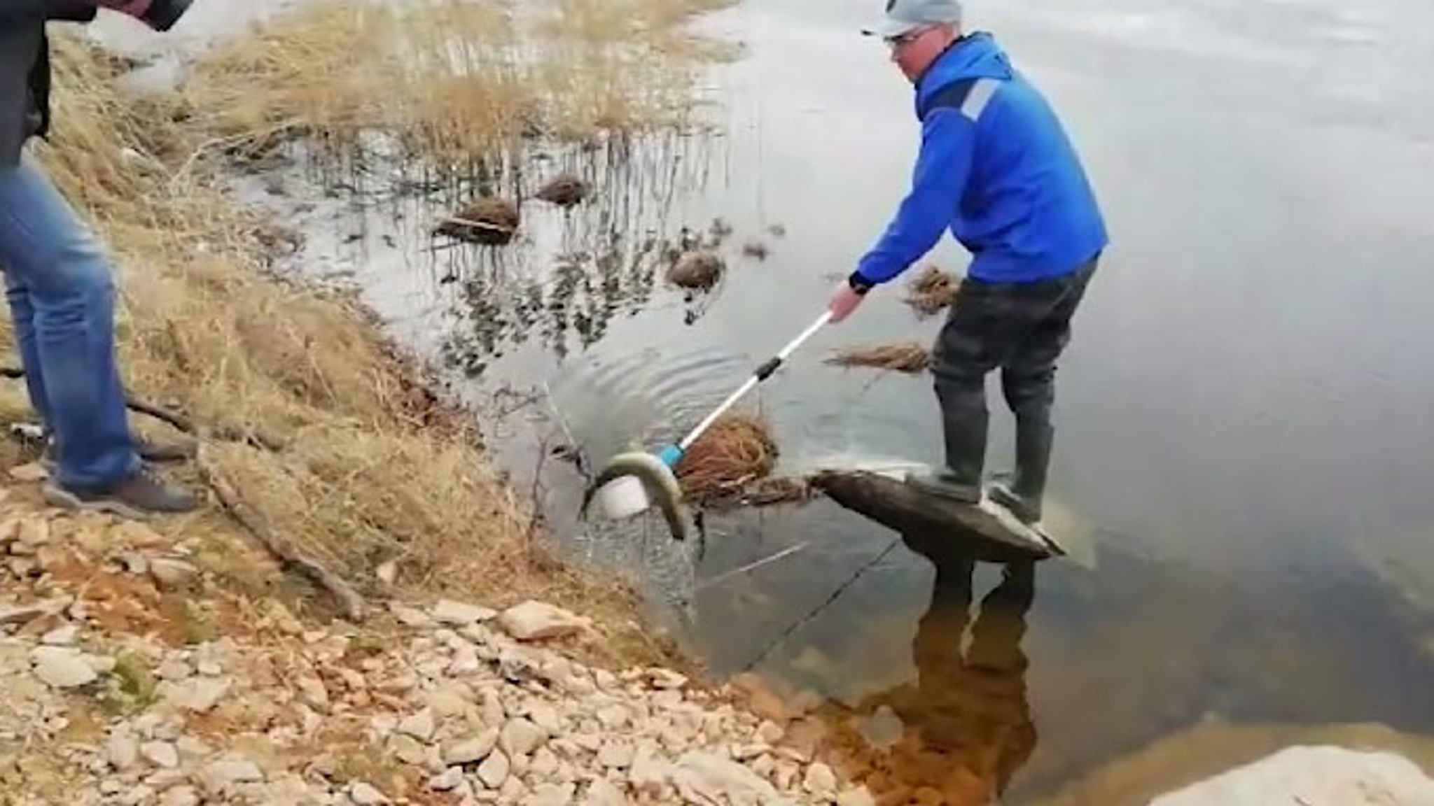 На Нейво-Рудянском водохранилище – массовый мор рыбы