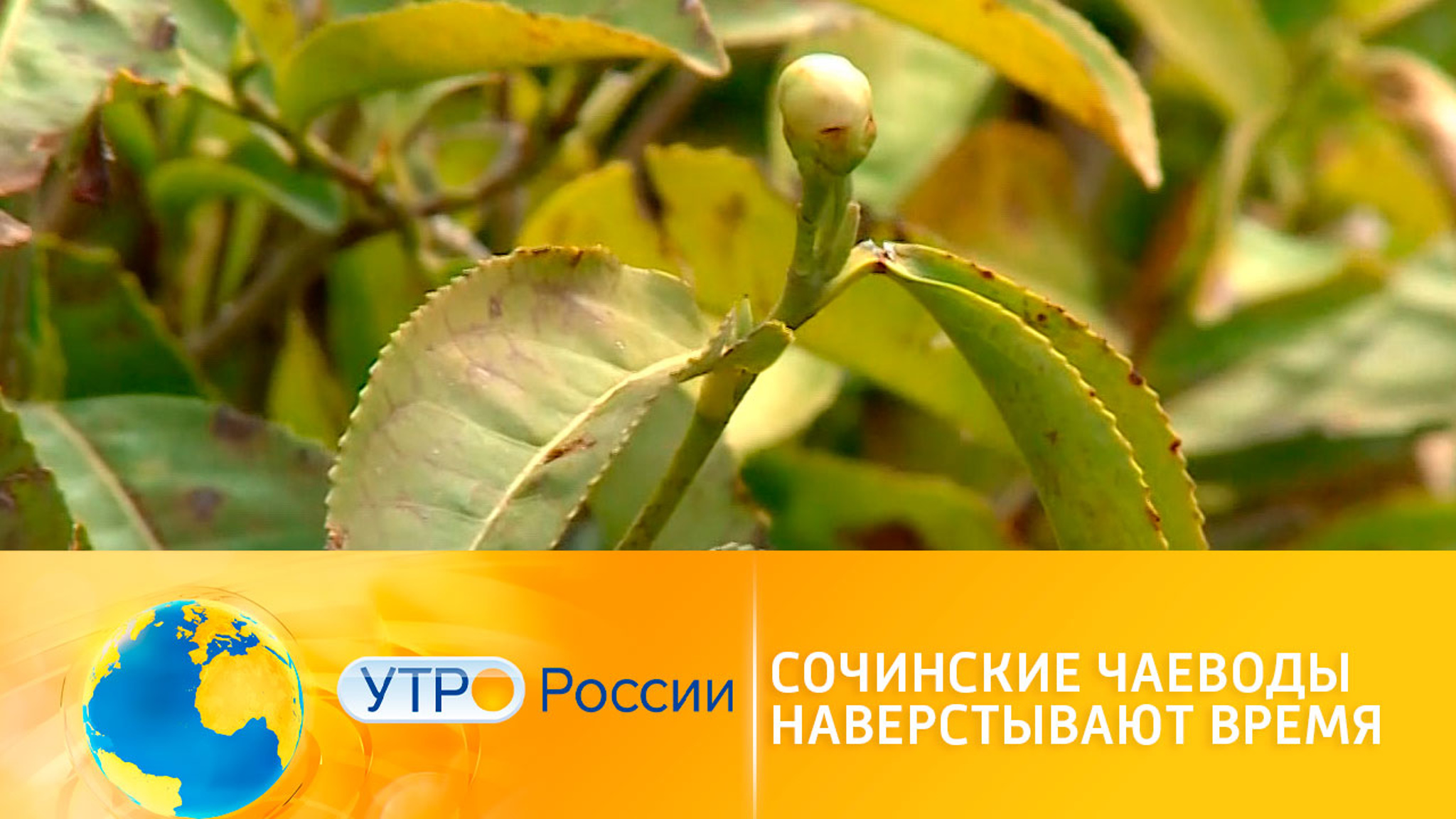 В Сочи ждут богатый урожай чая