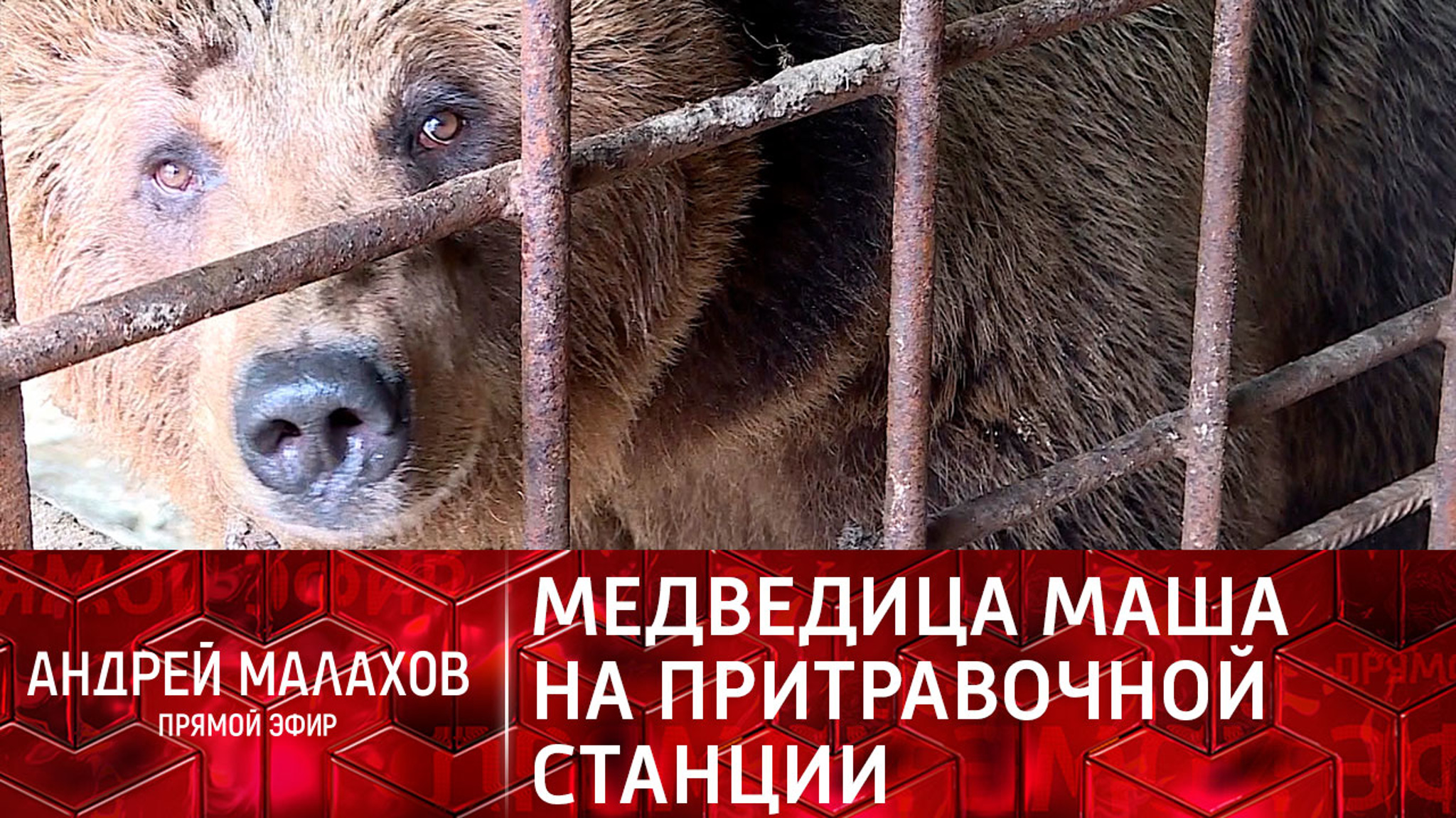 Судьба медведицы Маши на притравочной станции рассорила охотников и зоозащитников