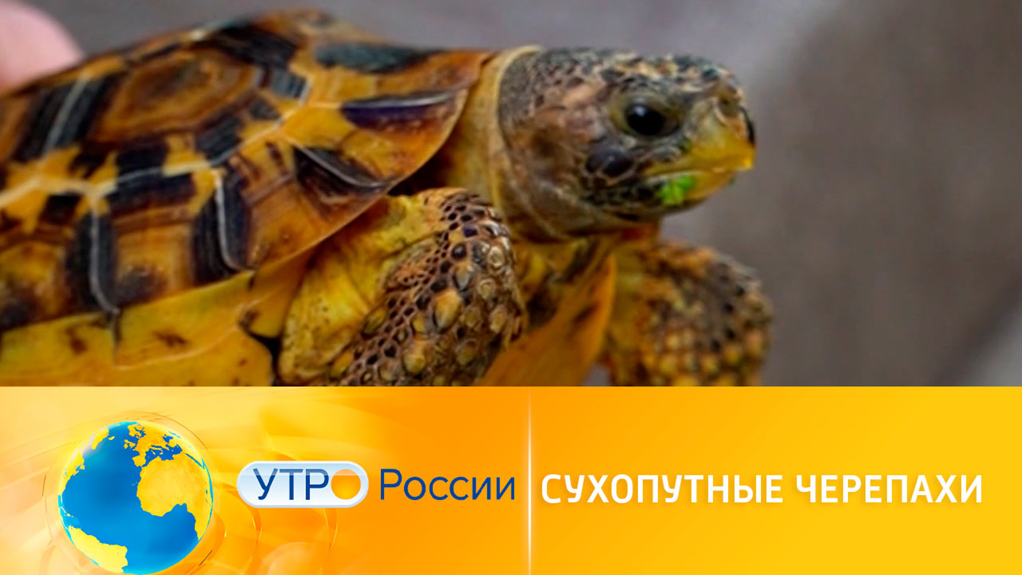 Сухопутные черепахи: как за ними ухаживать