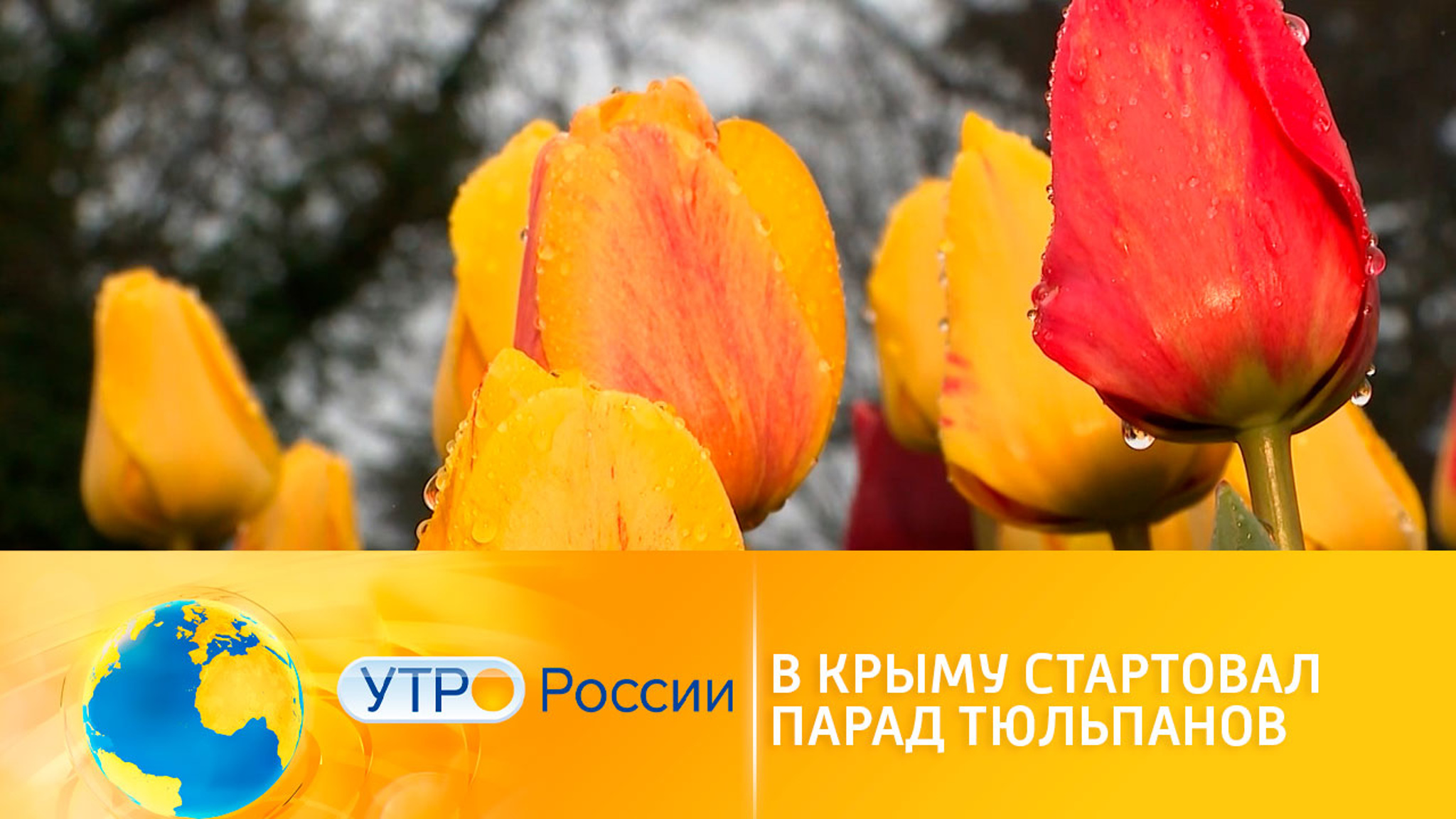 В Крыму стартовал парад тюльпанов