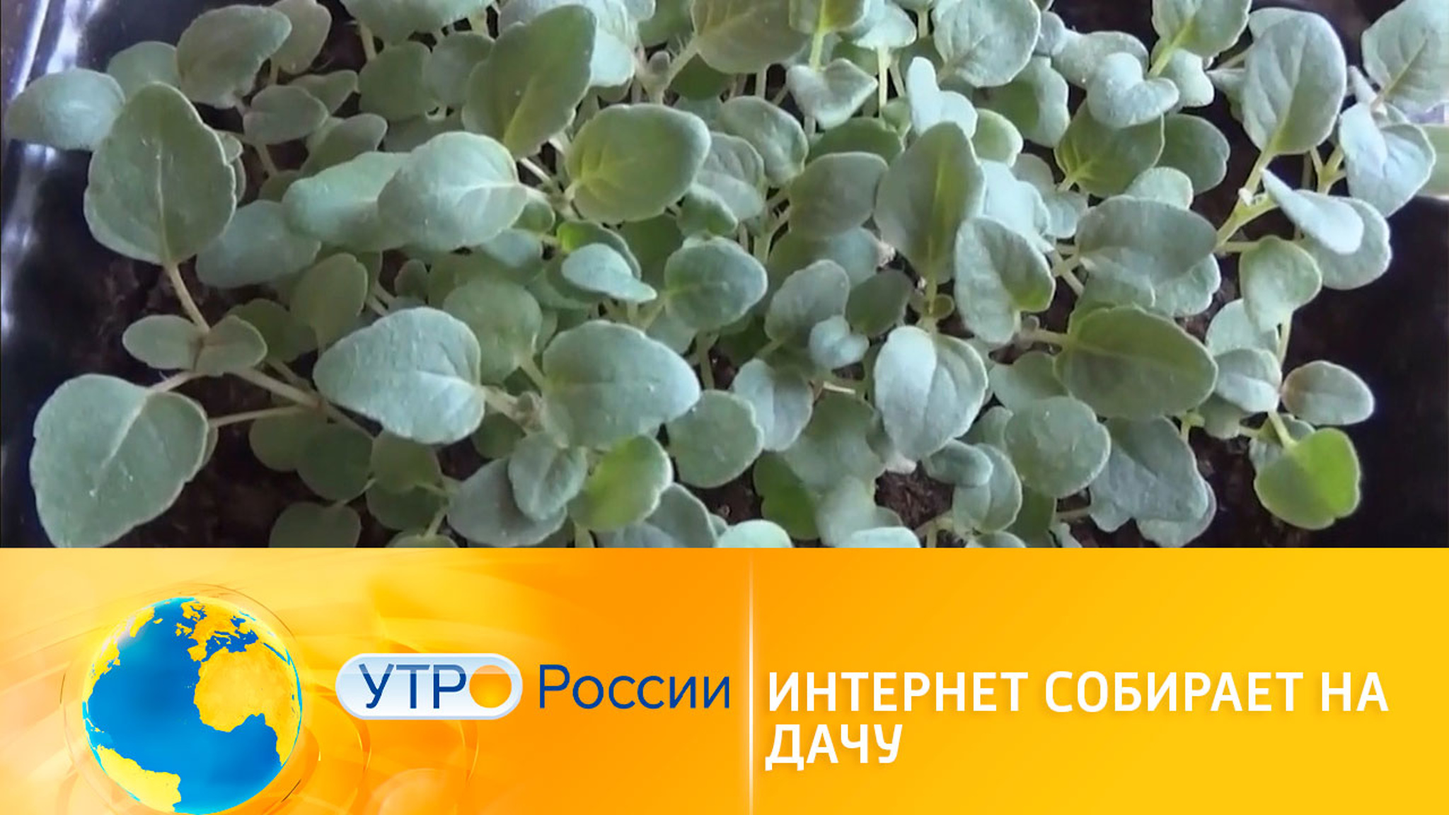 Необычные идеи для рассады: дачники делятся опытом