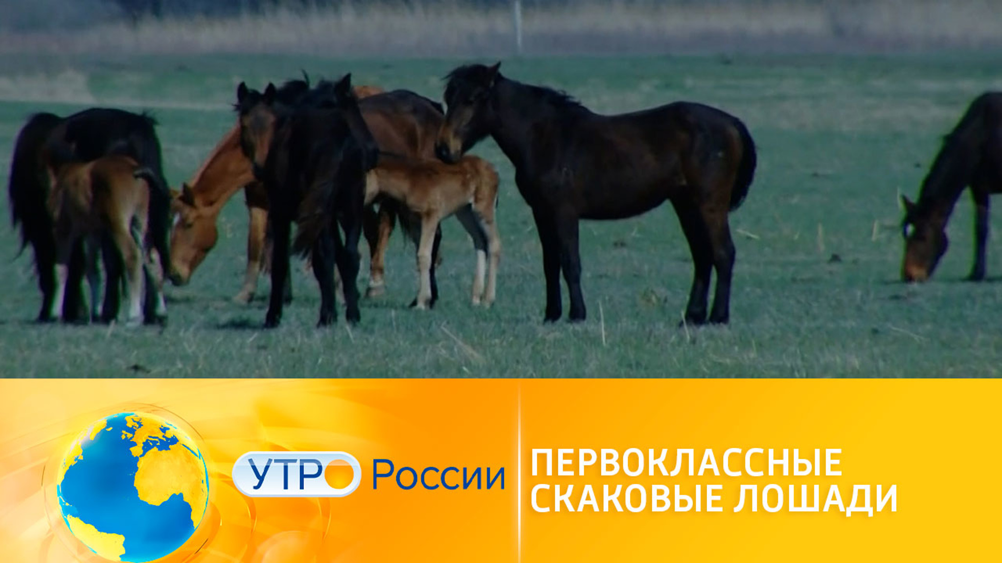 Коня на скаку: в Астраханской области рассказали о воспитании жеребят