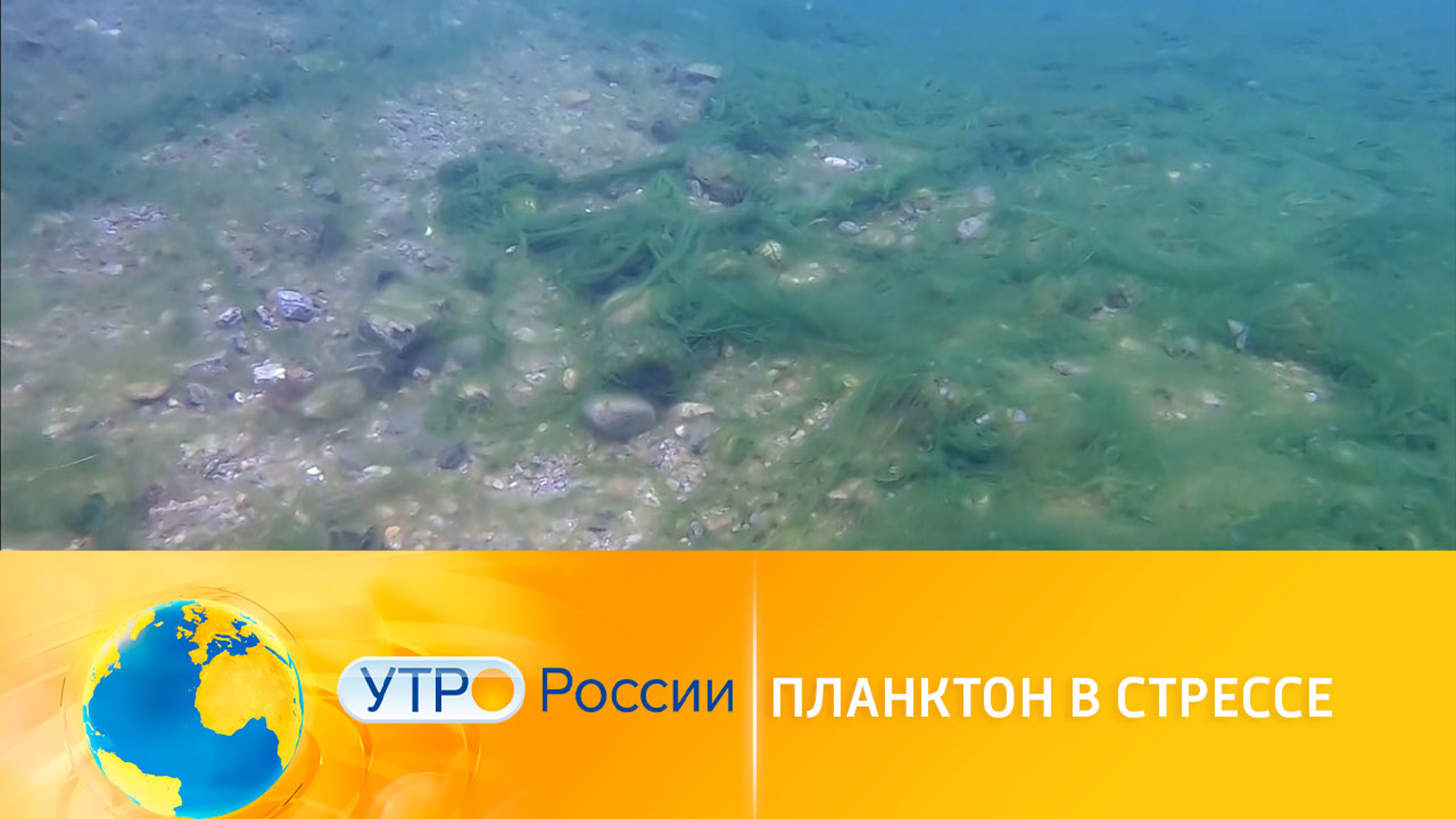 Планктон в стрессе: подводные обитатели Байкала страдают от бытовой химии