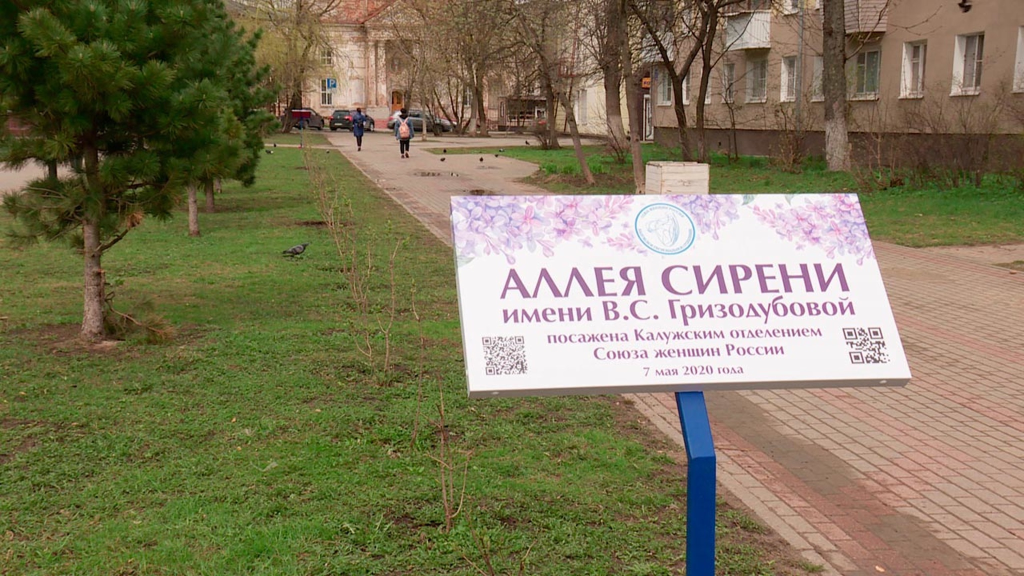 Аллею Валентины Гризодубовой в Калуге пополнили новыми саженцами сирени
