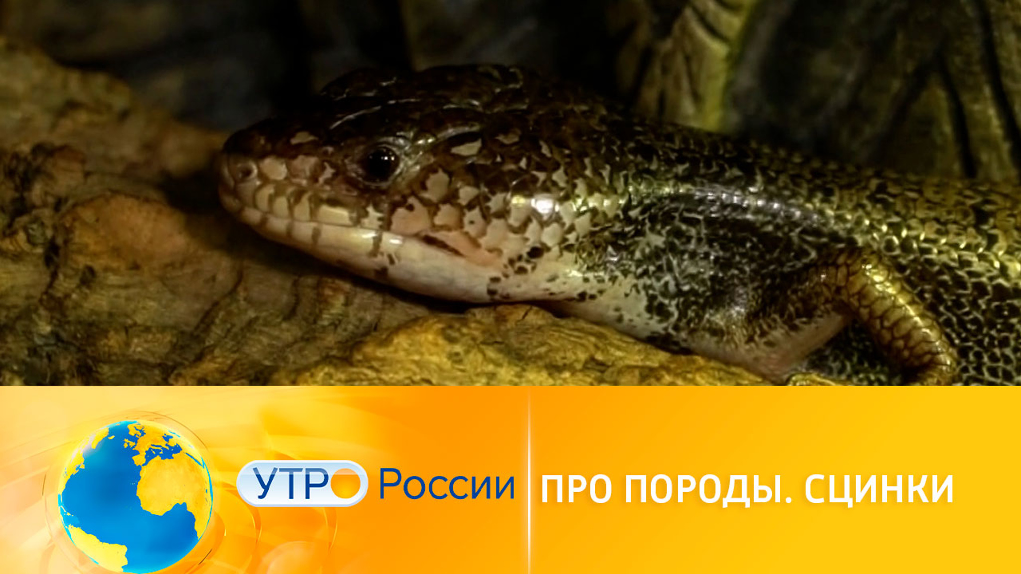 Про породы: сцинки