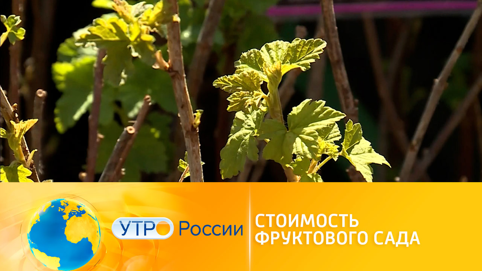 Время сажать фруктовый сад