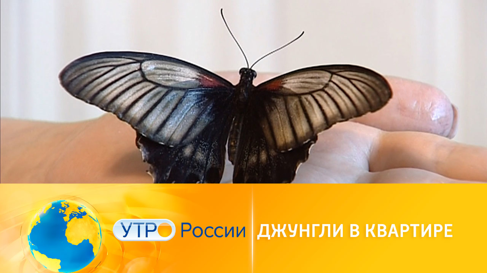 Жительница Иркутска устроила джунгли у себя в квартире