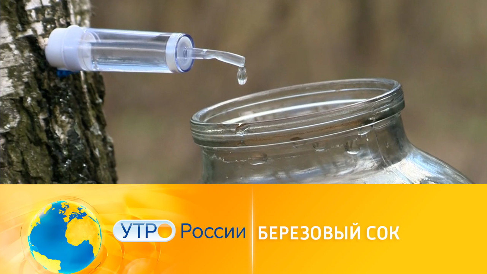 Березовый сок: вкусно и полезно